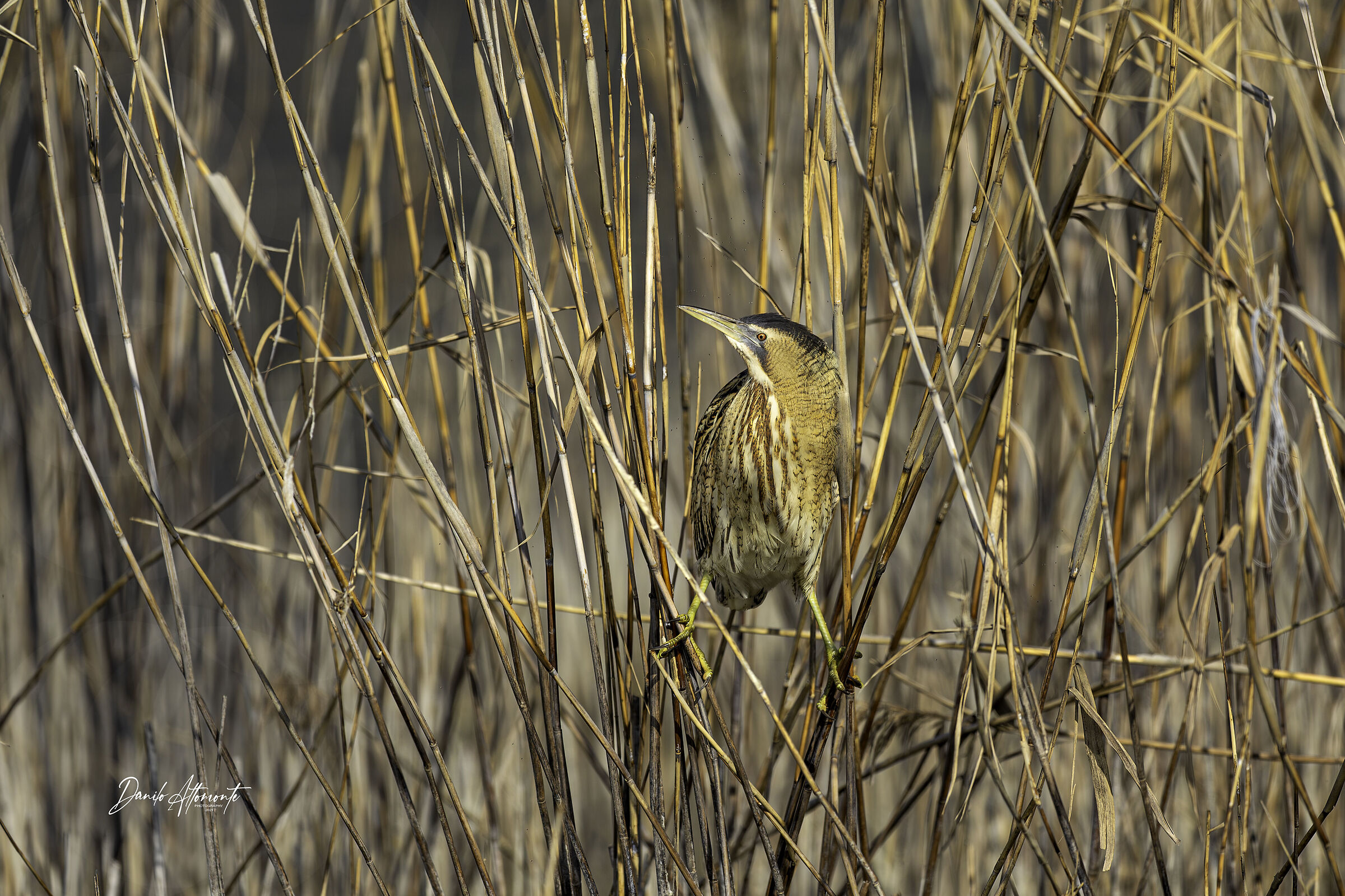 Bittern