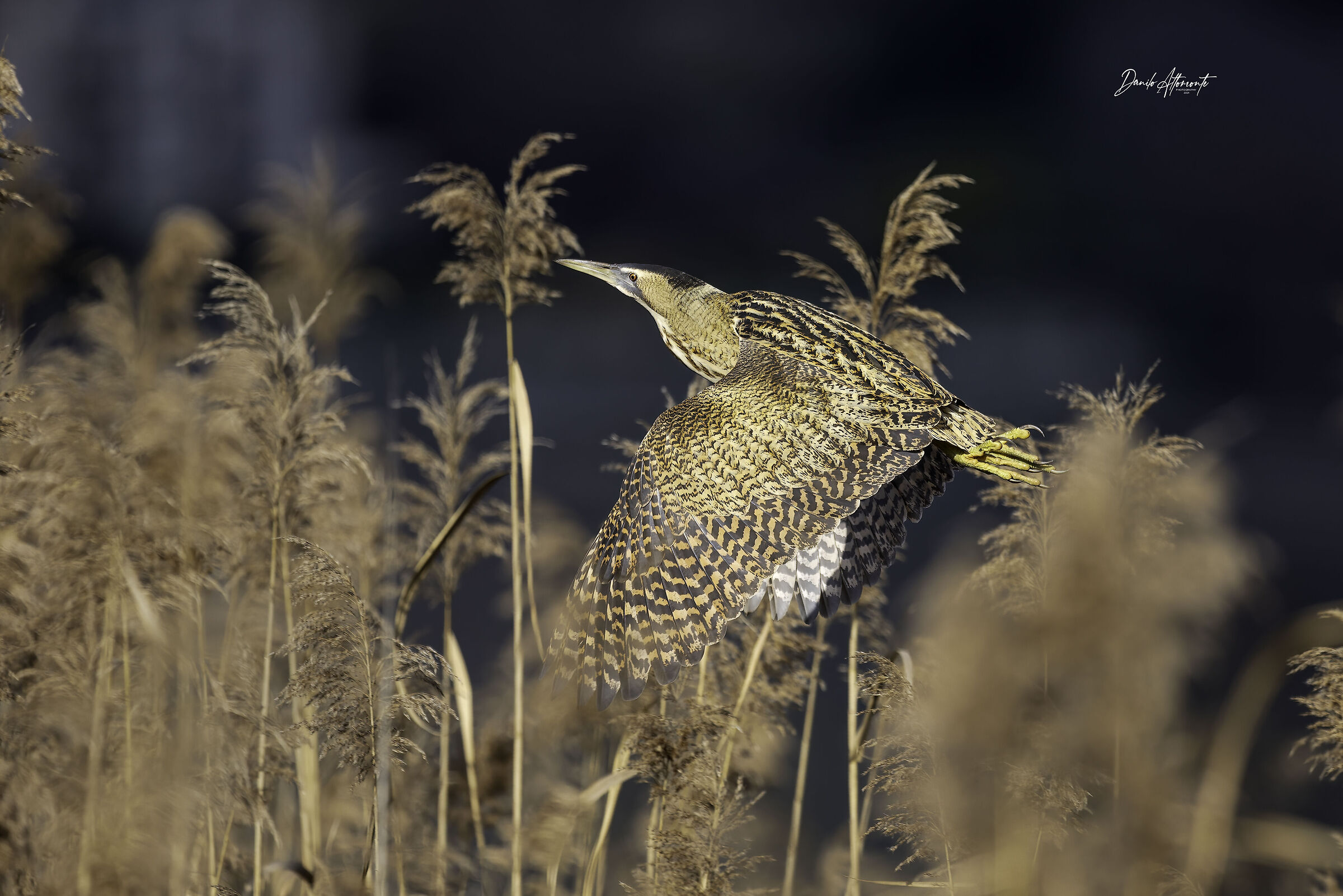 Bittern