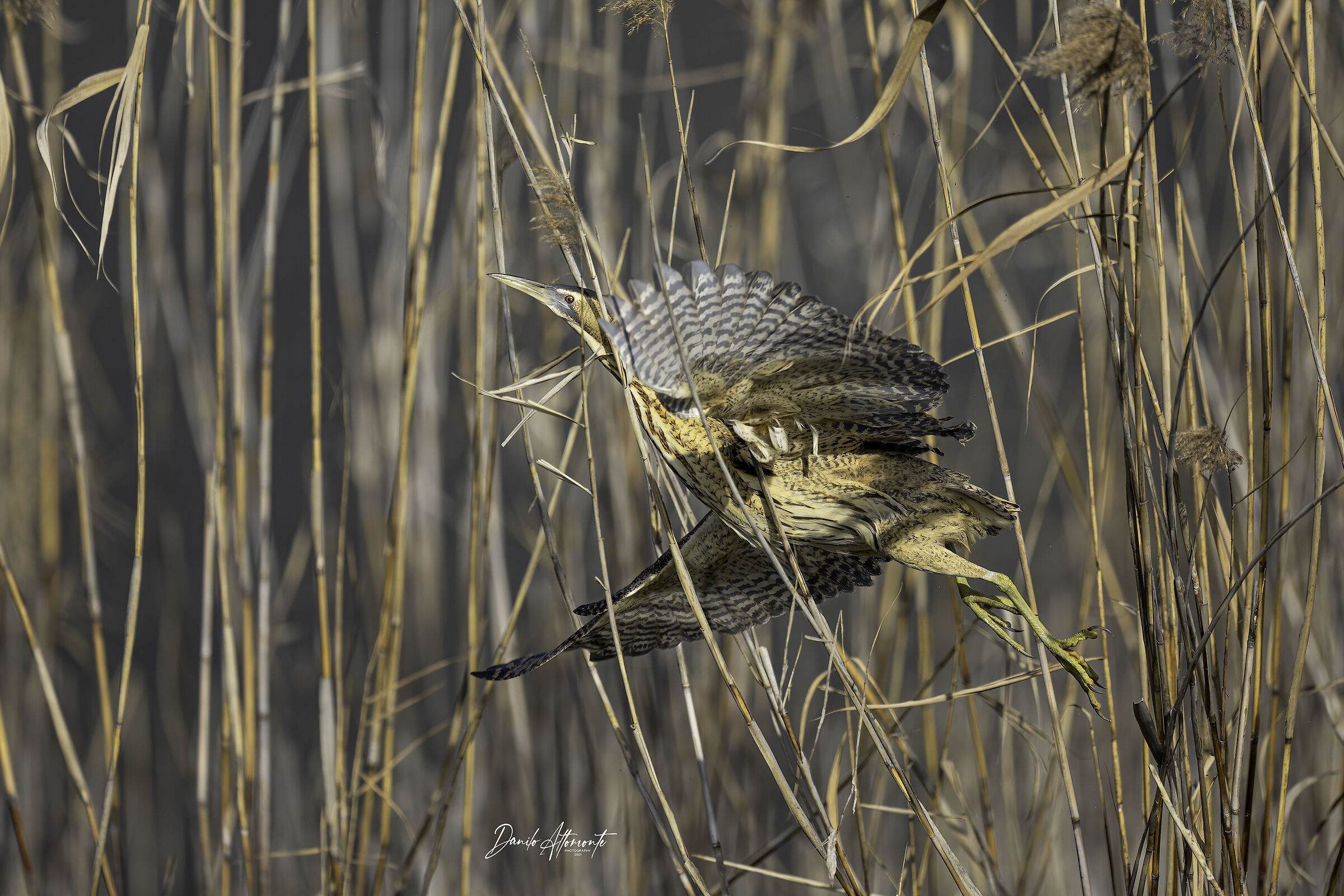Bittern