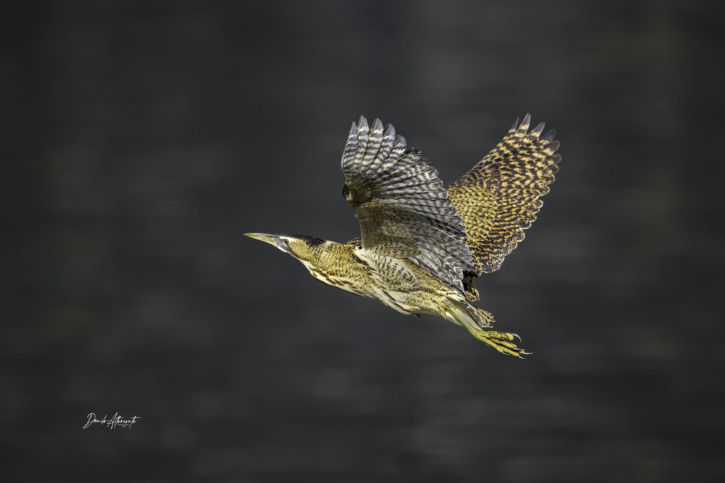Bittern