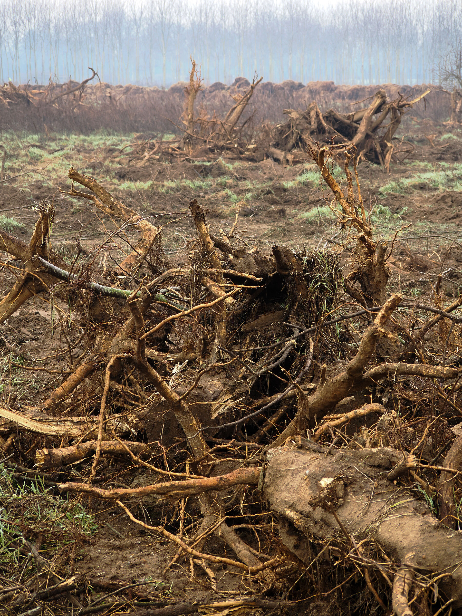 Logs and stumps