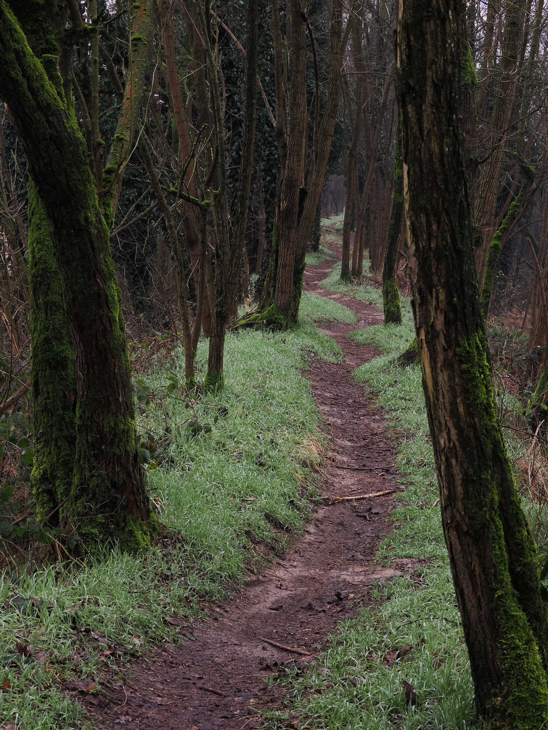 Forest path along the river