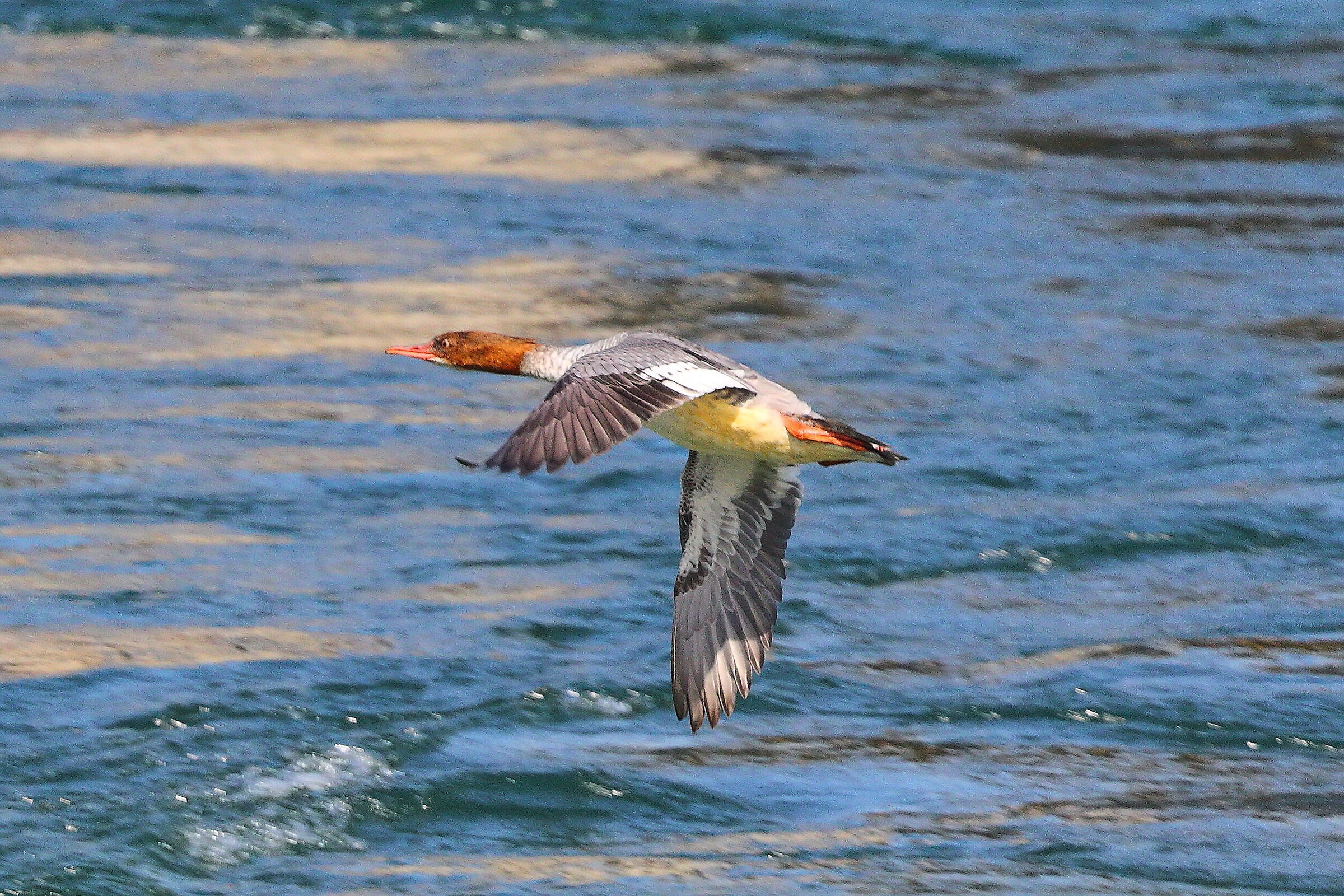 Smergo F 16 settembre 2025 - 0029