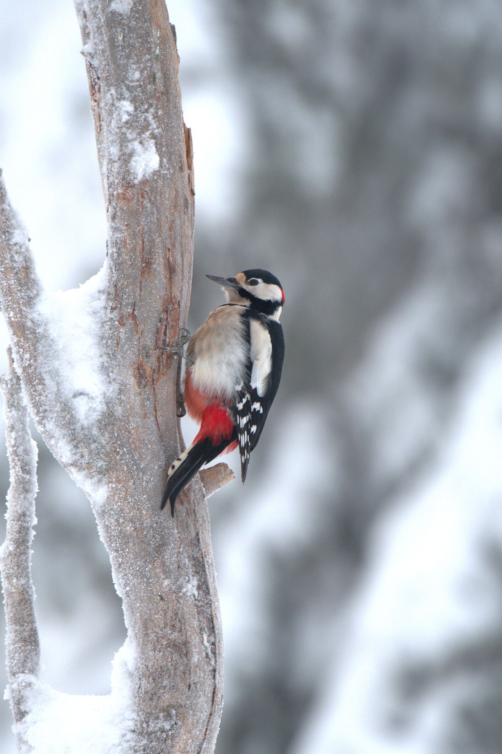 Spotted Woodpecker