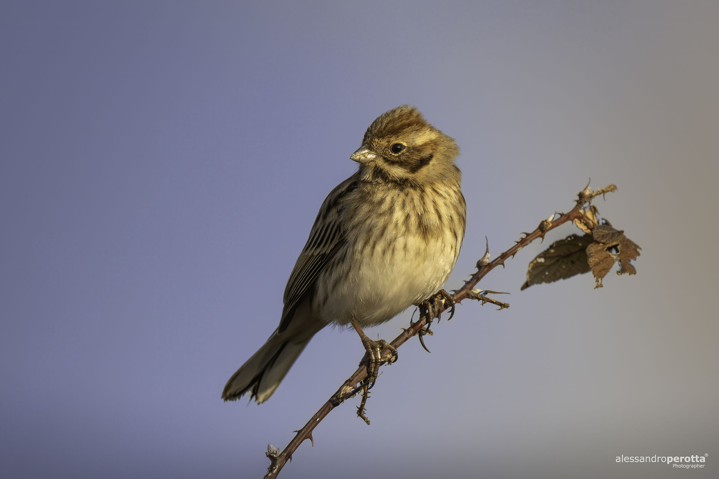 Emberiza schoeniclus