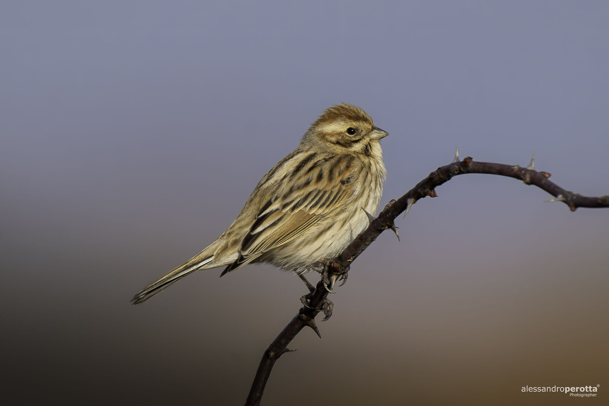 Emberiza schoeniclus