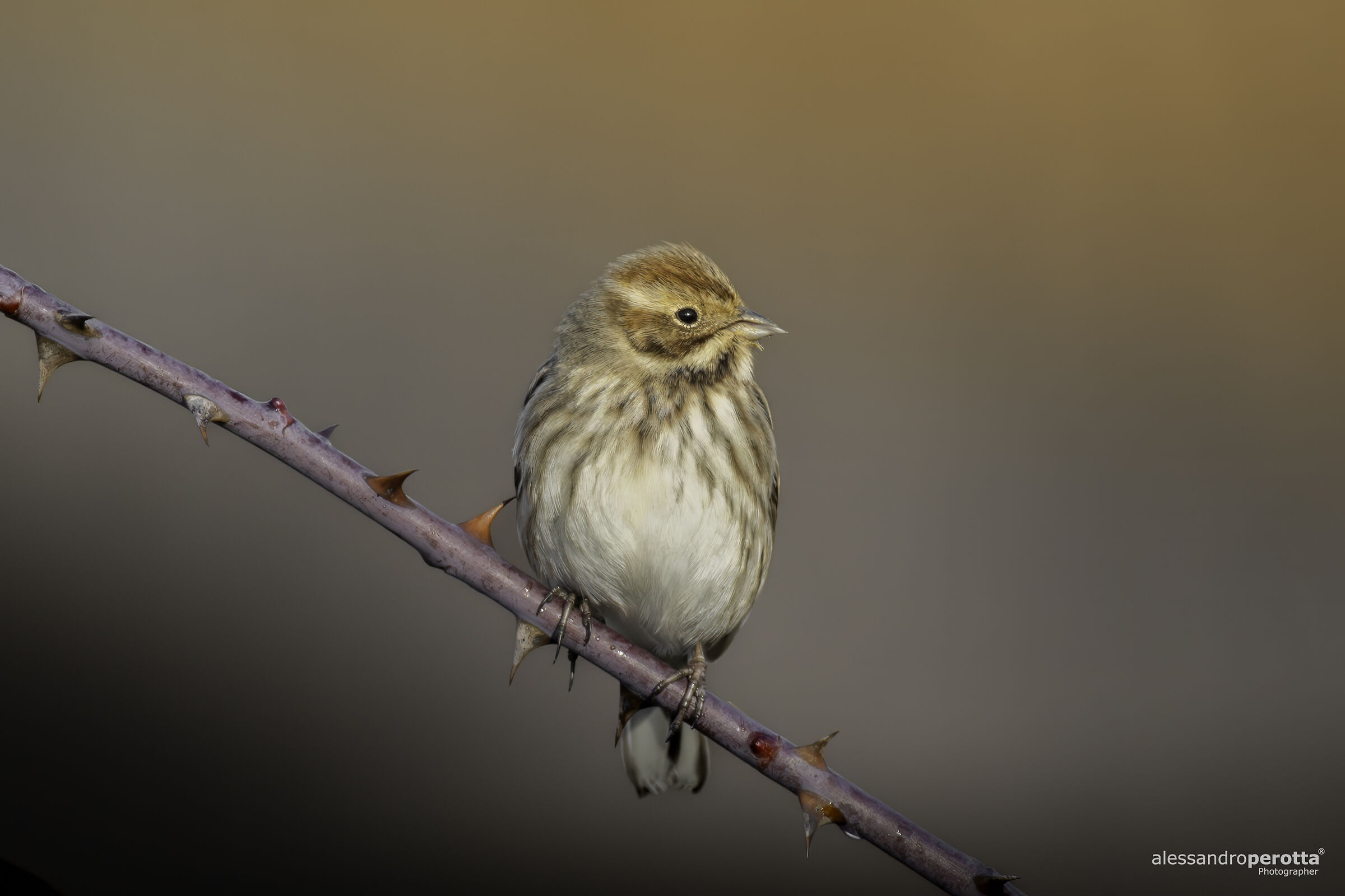 Emberiza schoeniclus