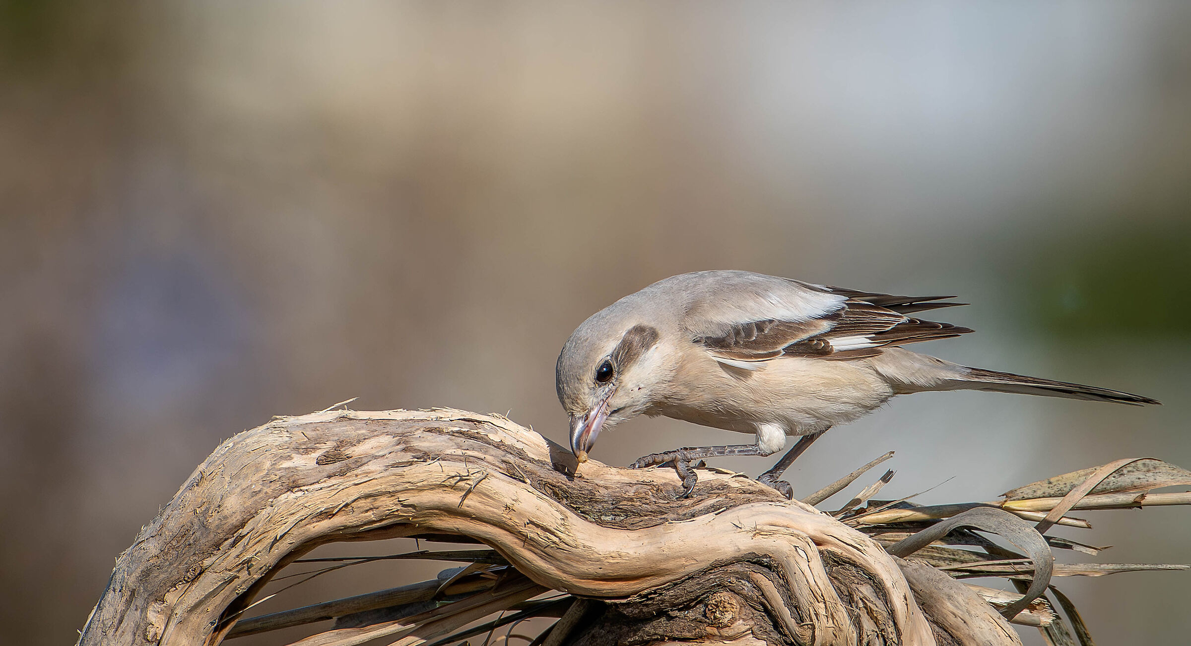 Pale-billed Shrike