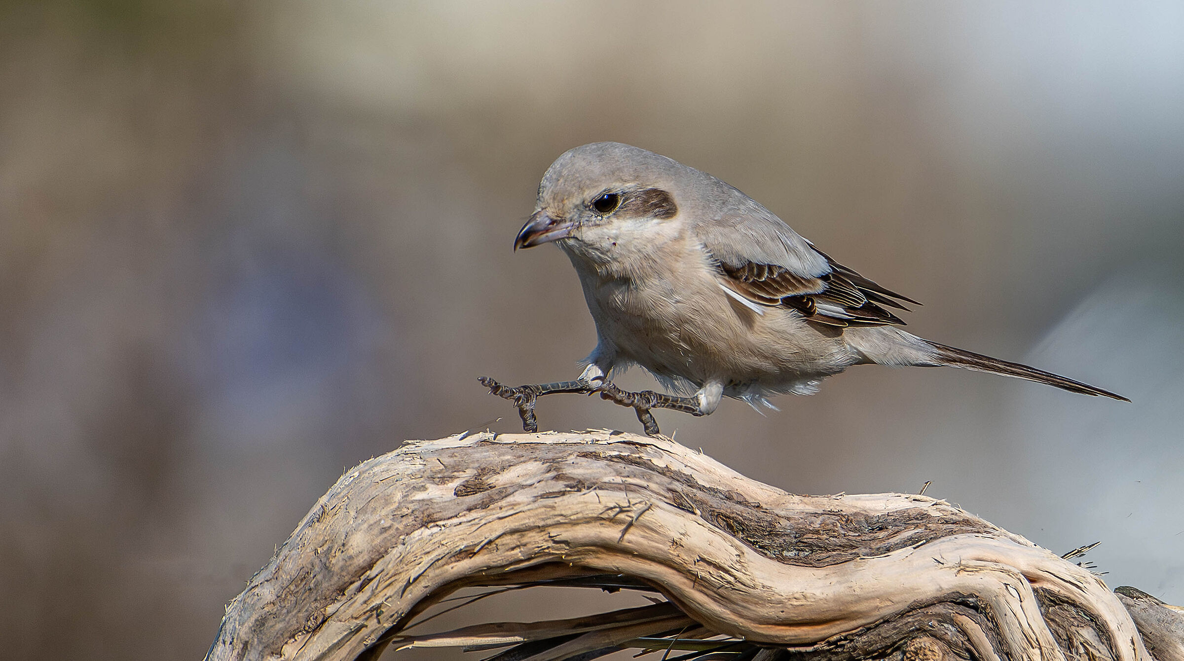 Pale-billed Shrike