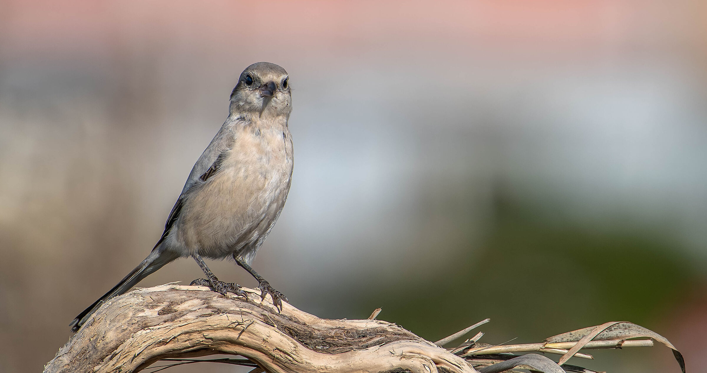 Pale-billed Shrike
