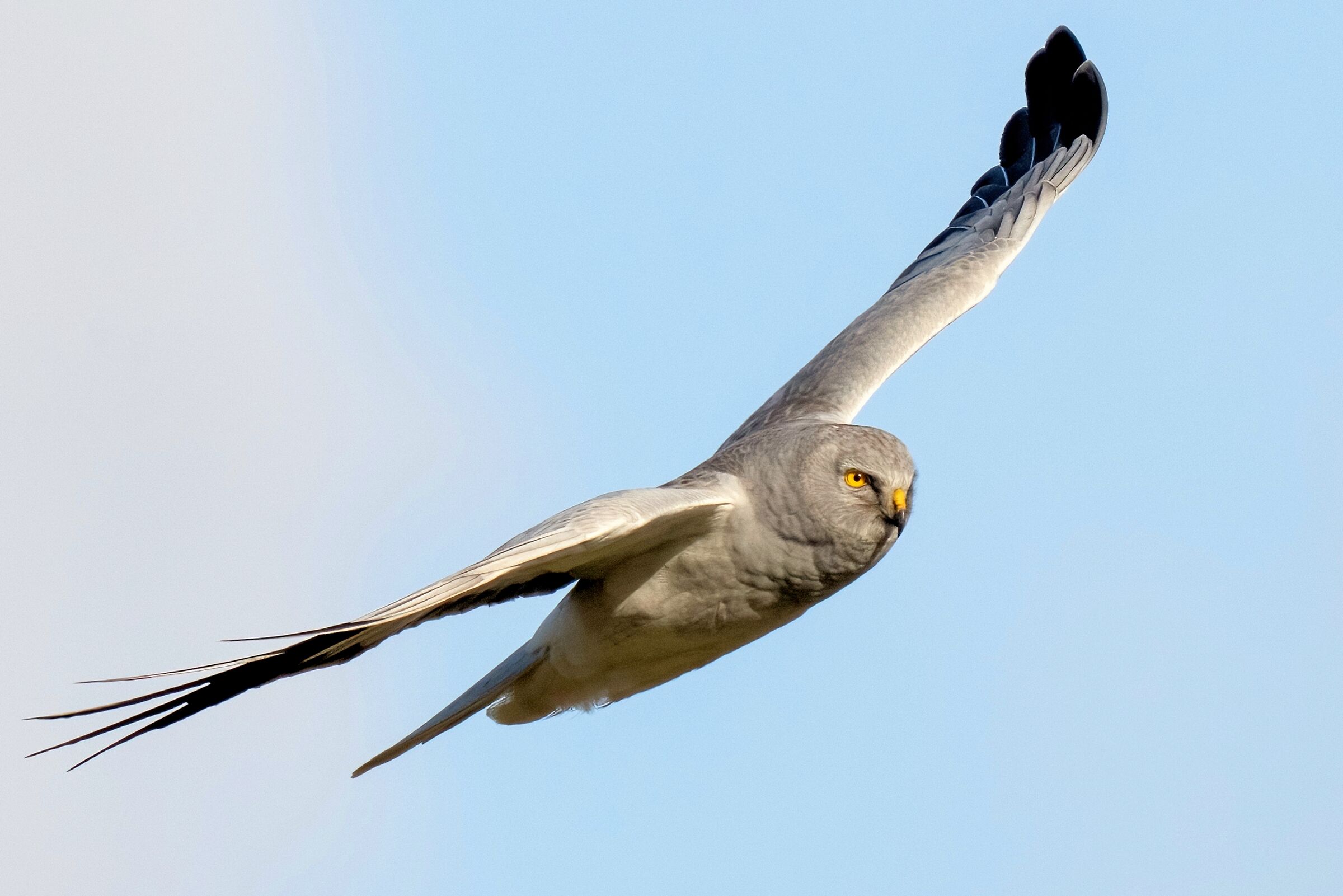 Hen Harrier (Circus cyaneus)
