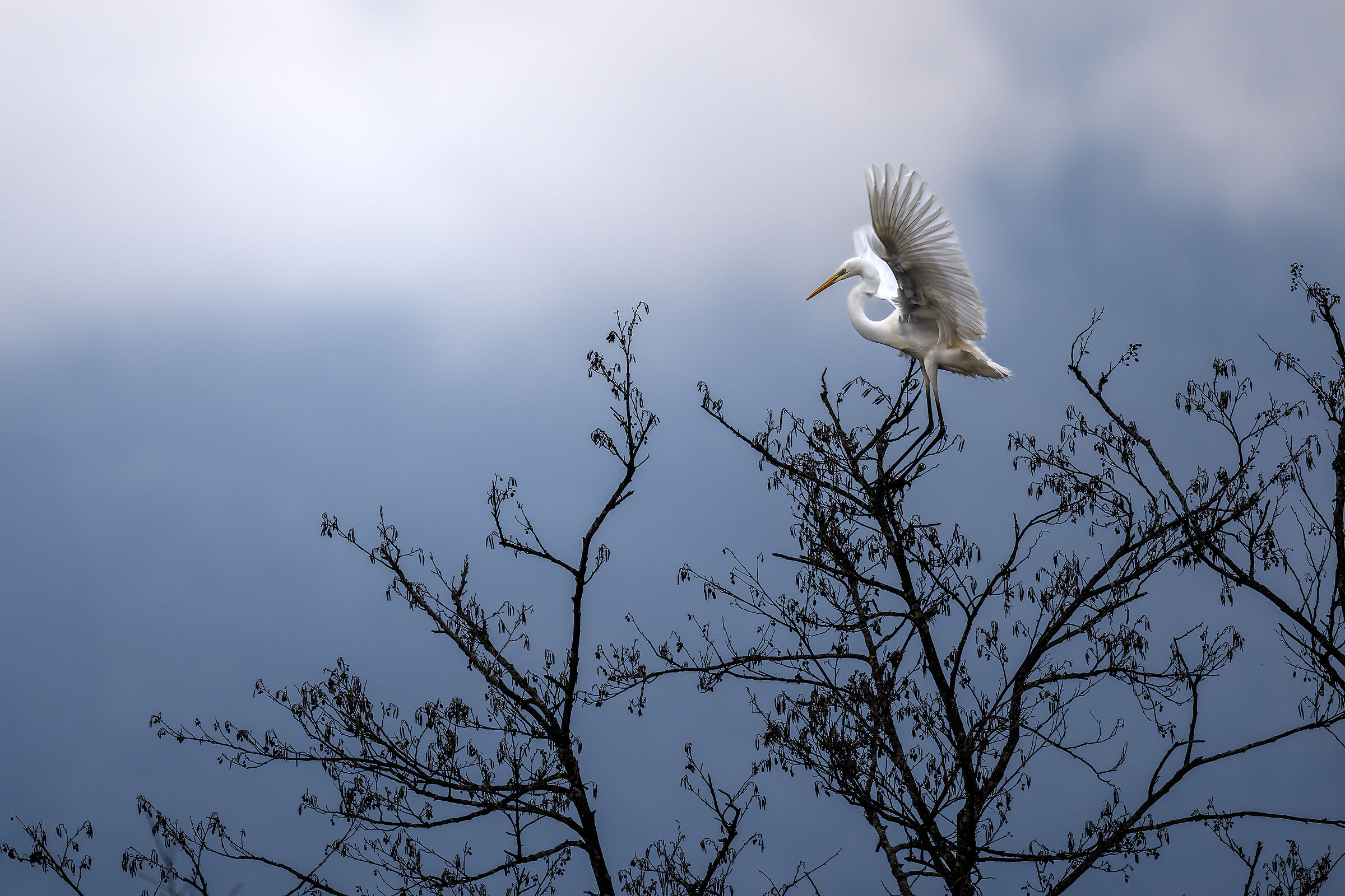 Lightness