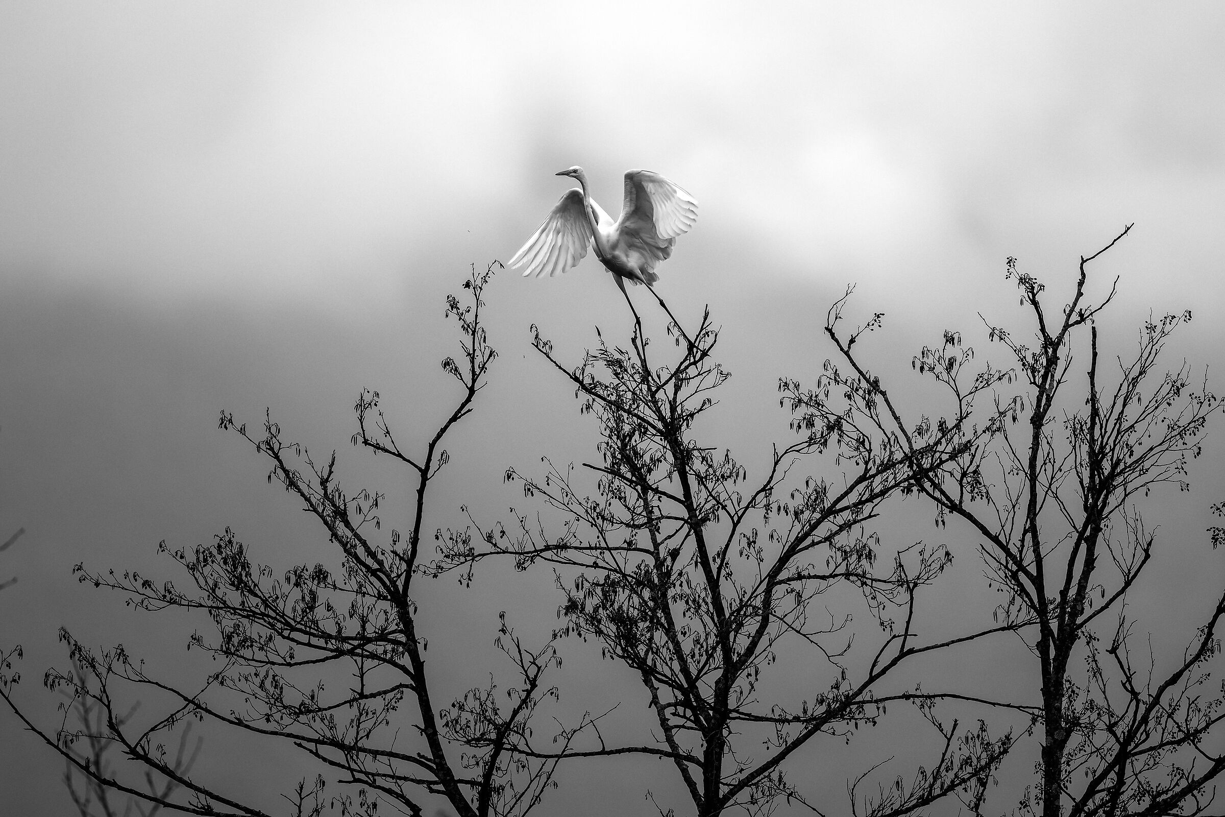 Lightness BN
