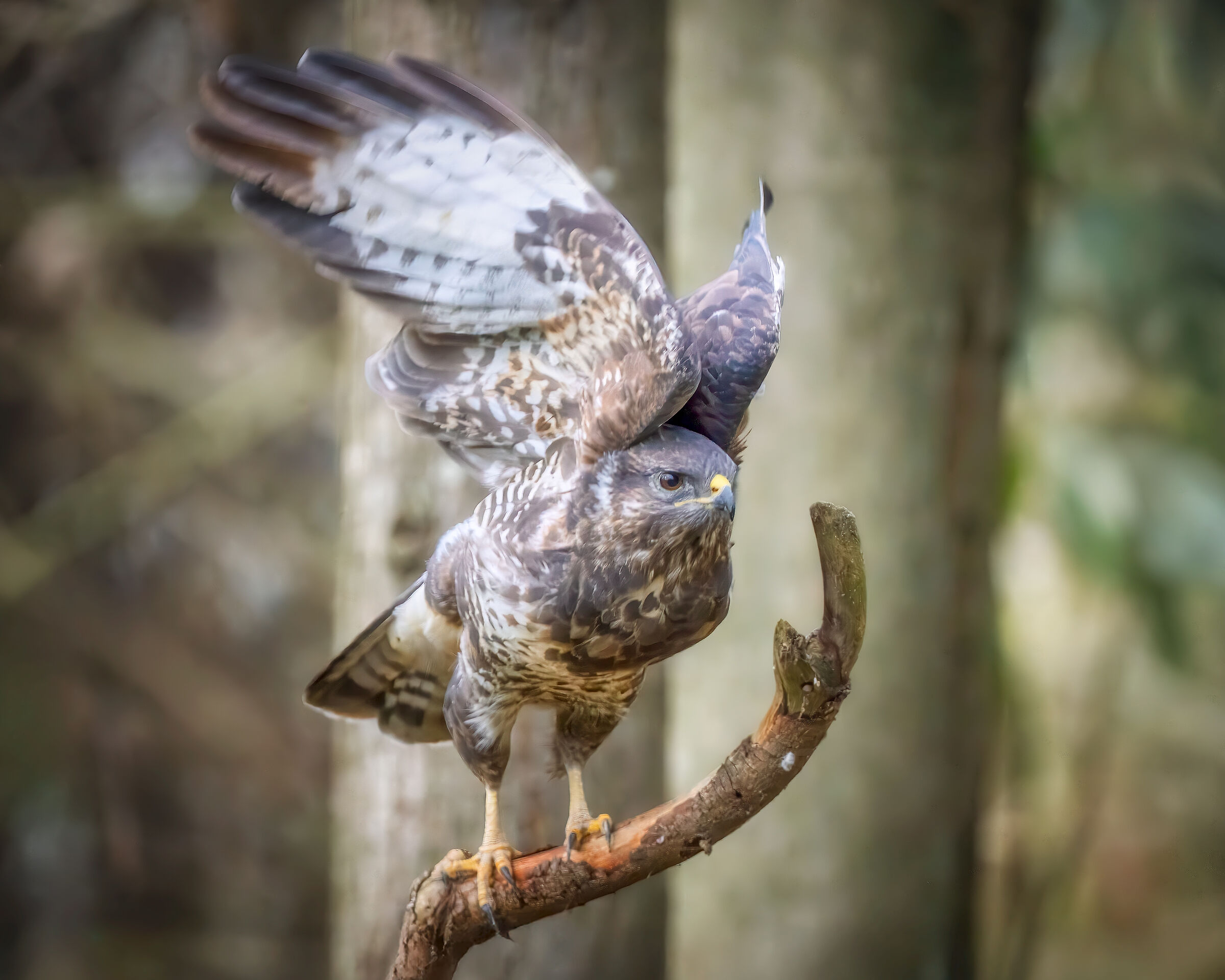 Buzzard