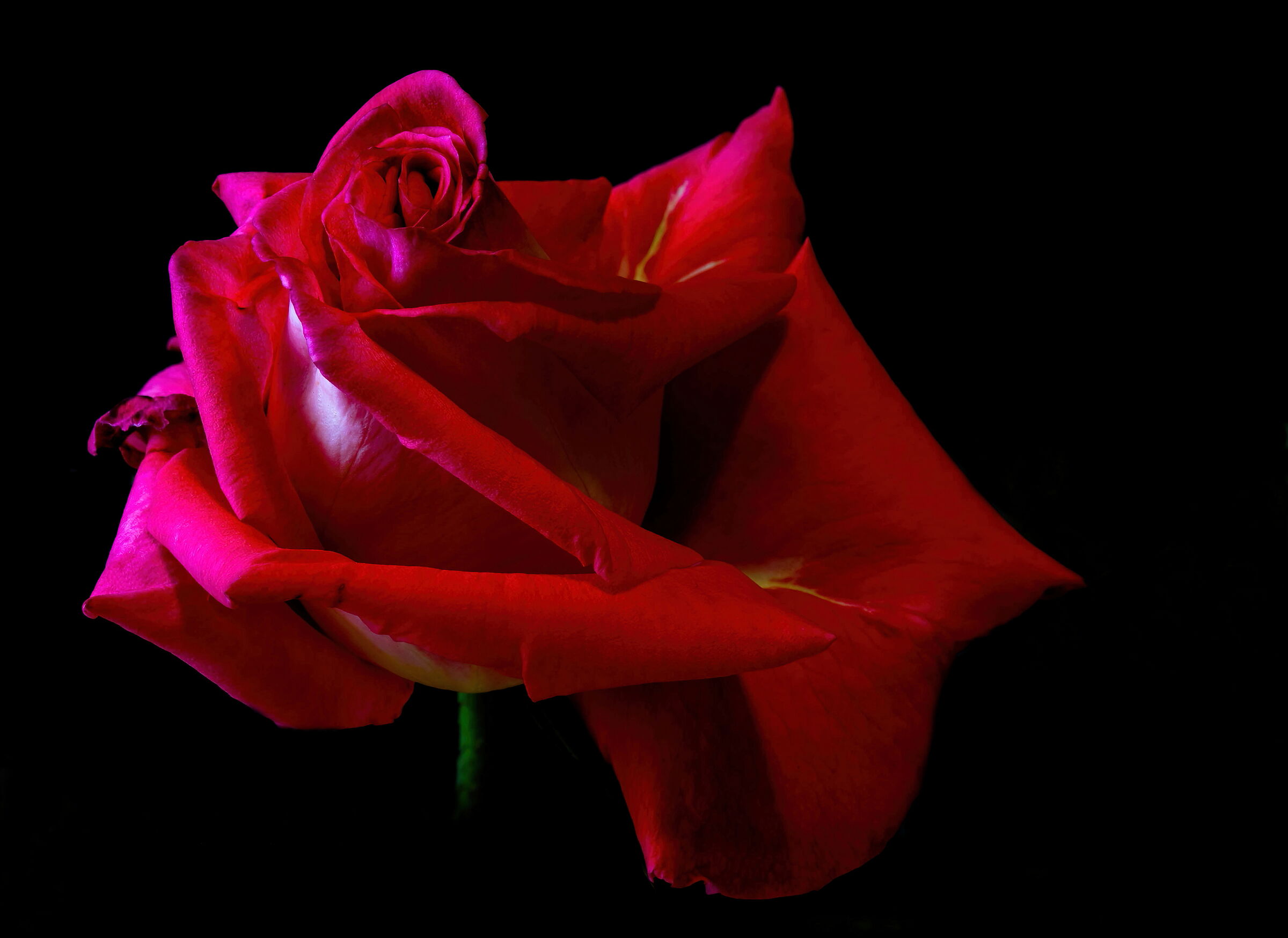 Rosa