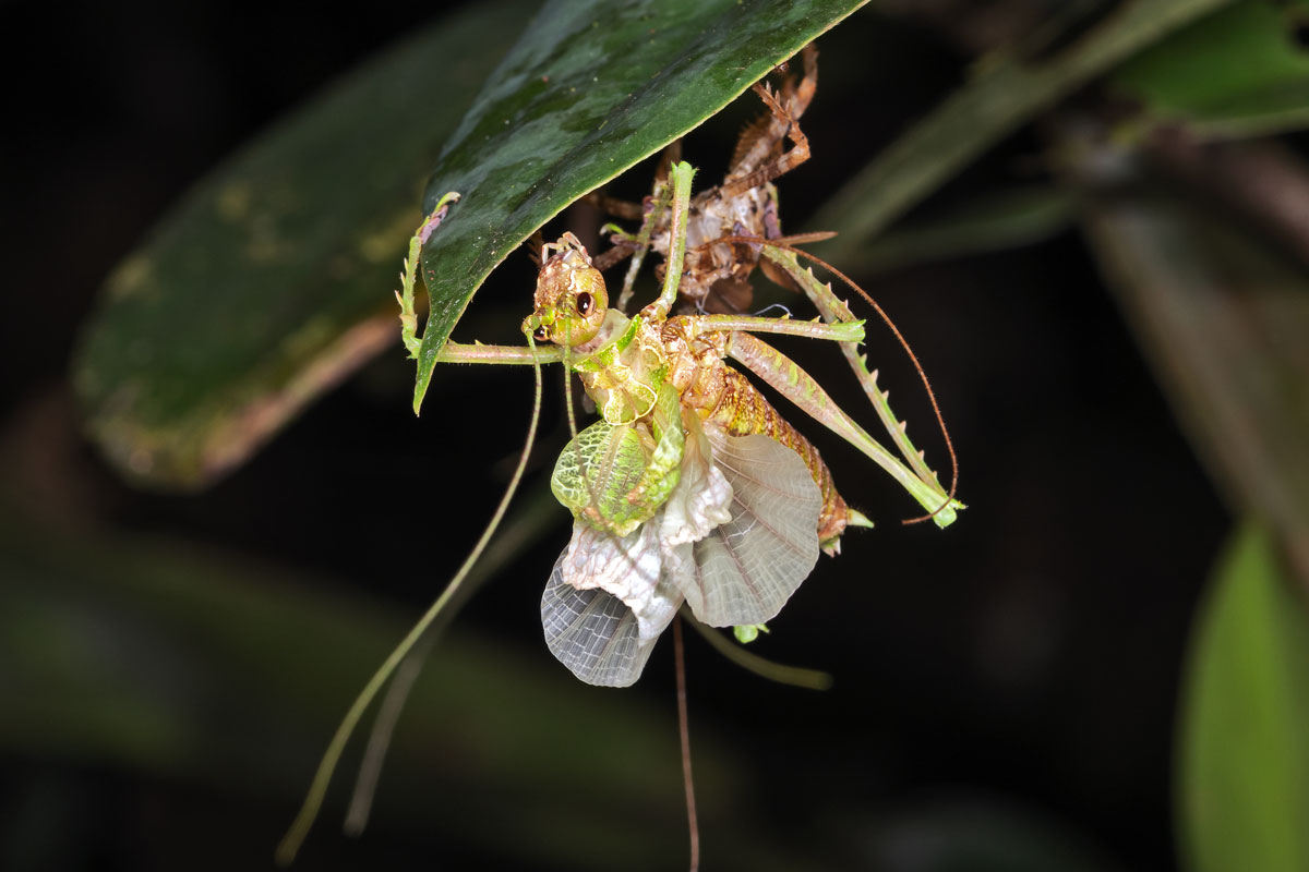 Neanide di Ortottero