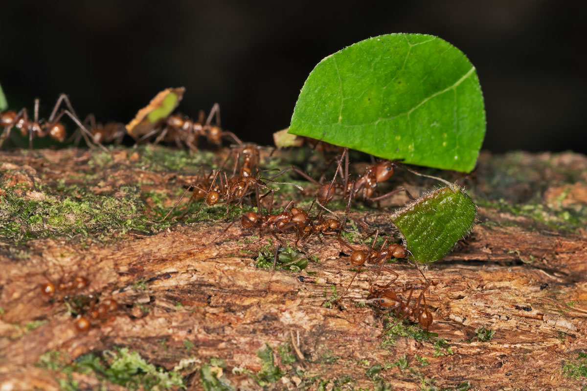 Formiche Tagliafoglie