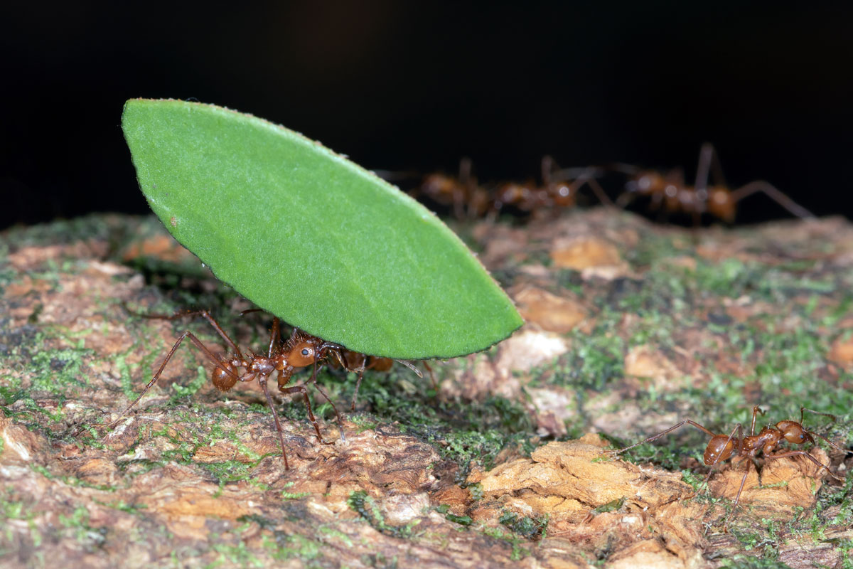 Formiche Tagliafoglie
