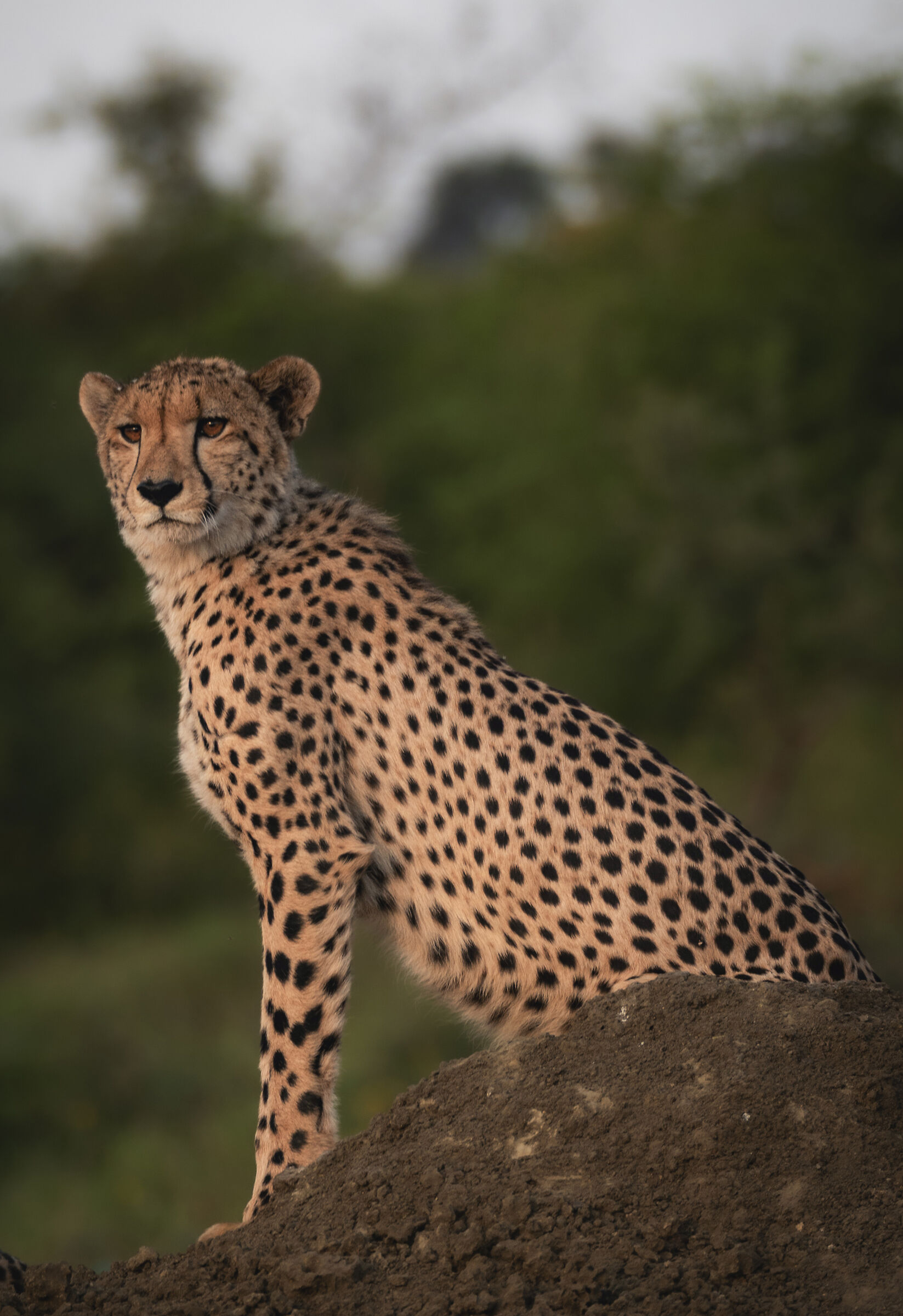 Cheetah