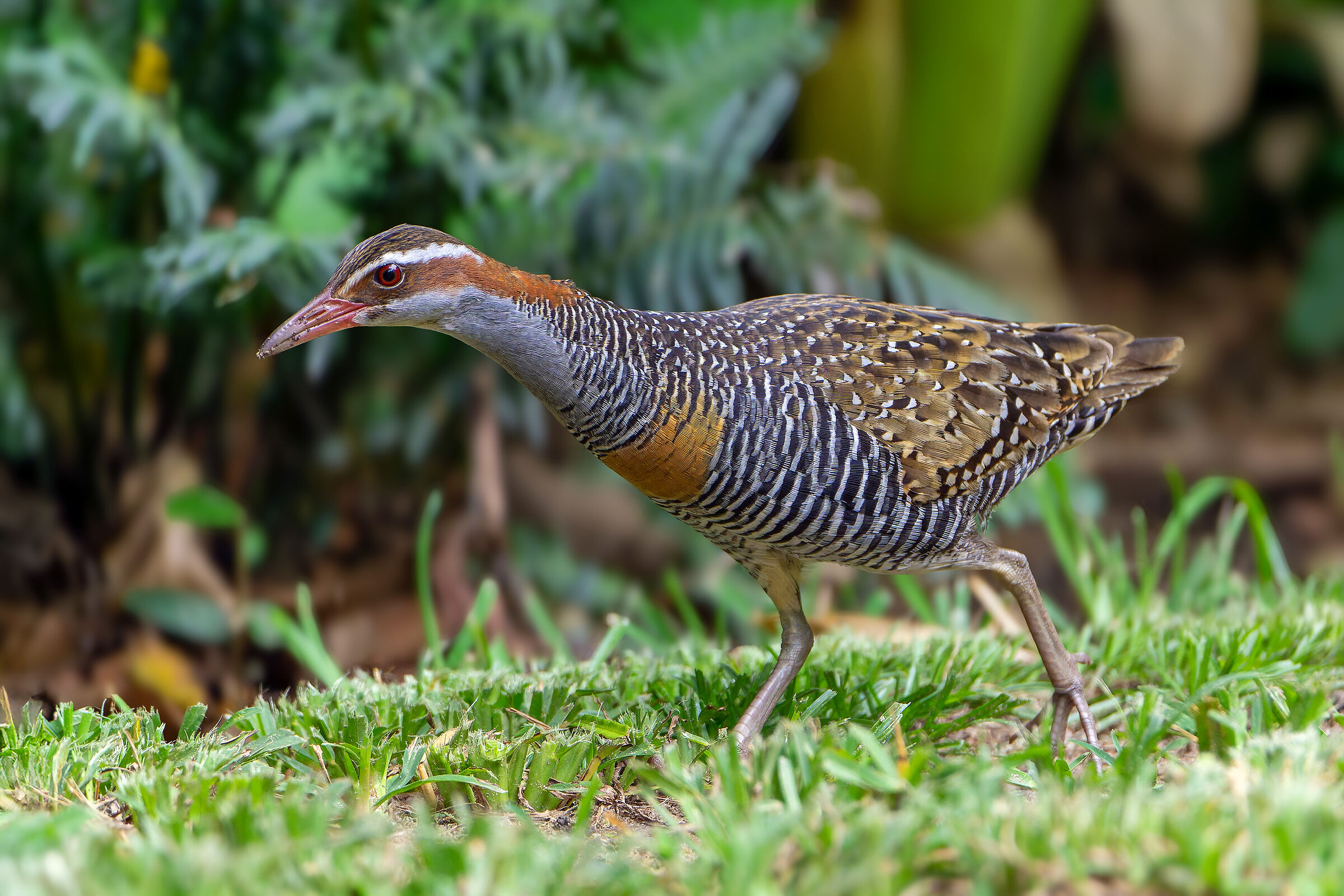 Gallirallus philippensis - il rallo più bello del mondo