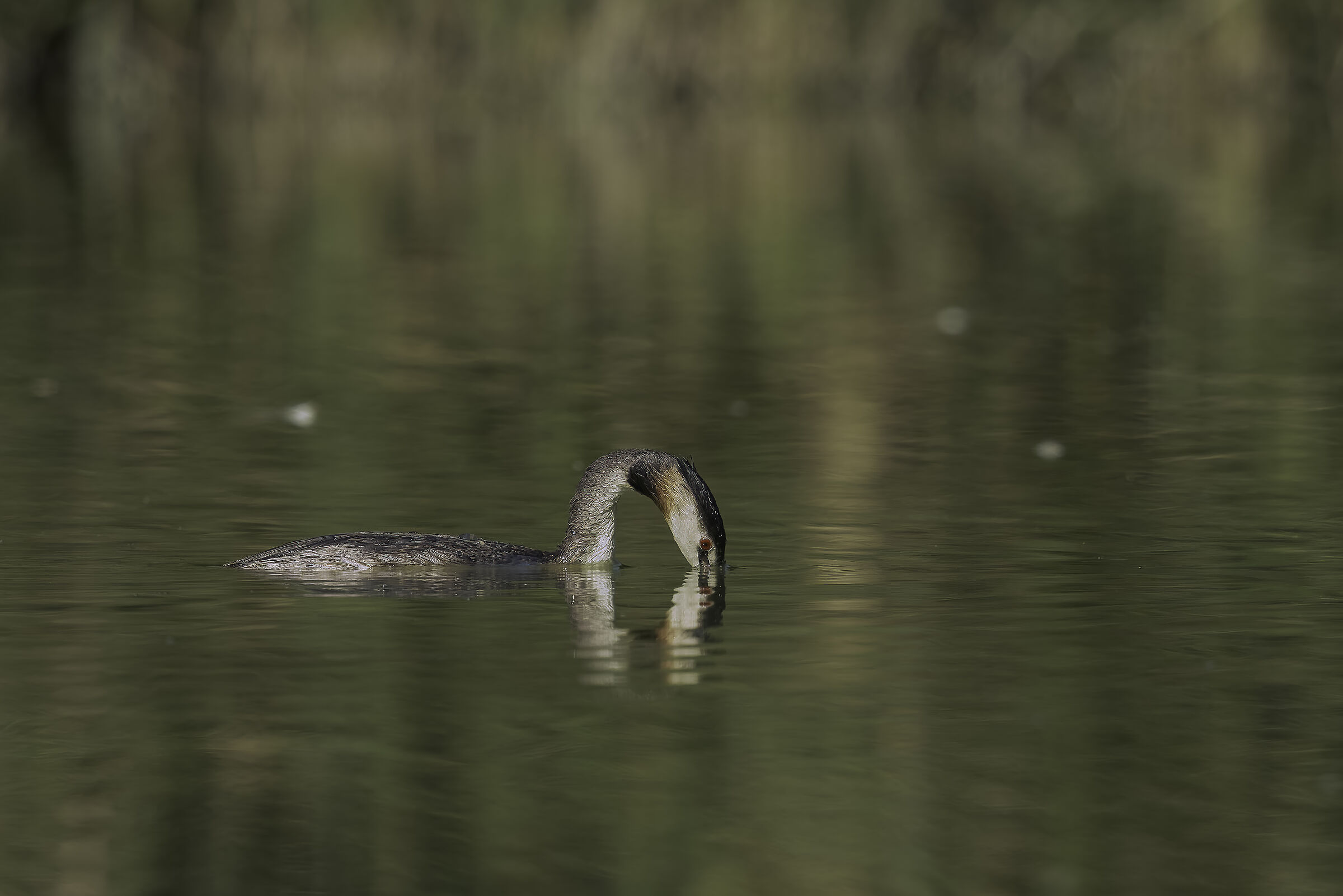 Svasso in immersione