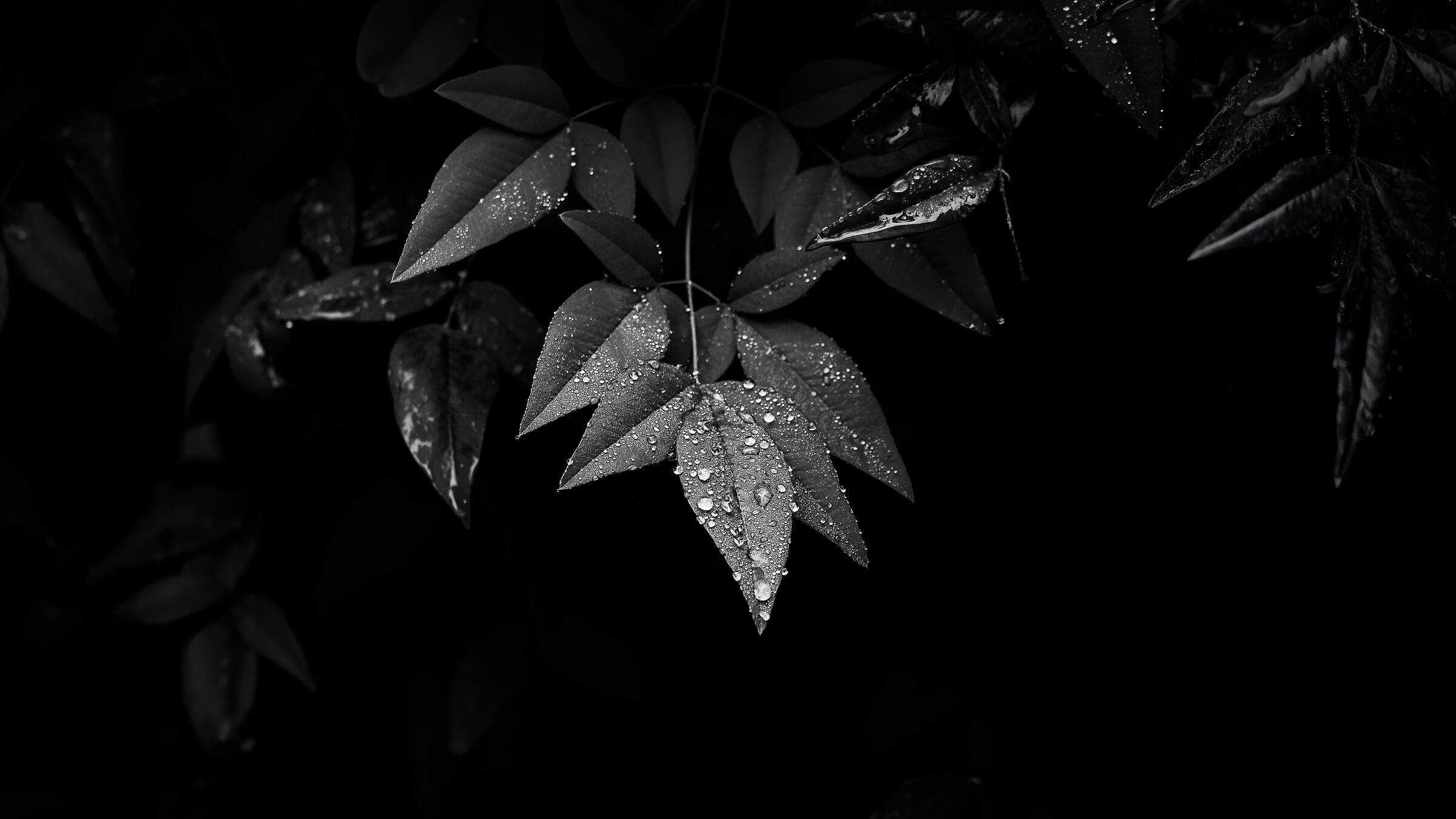 Winter Glimpses
