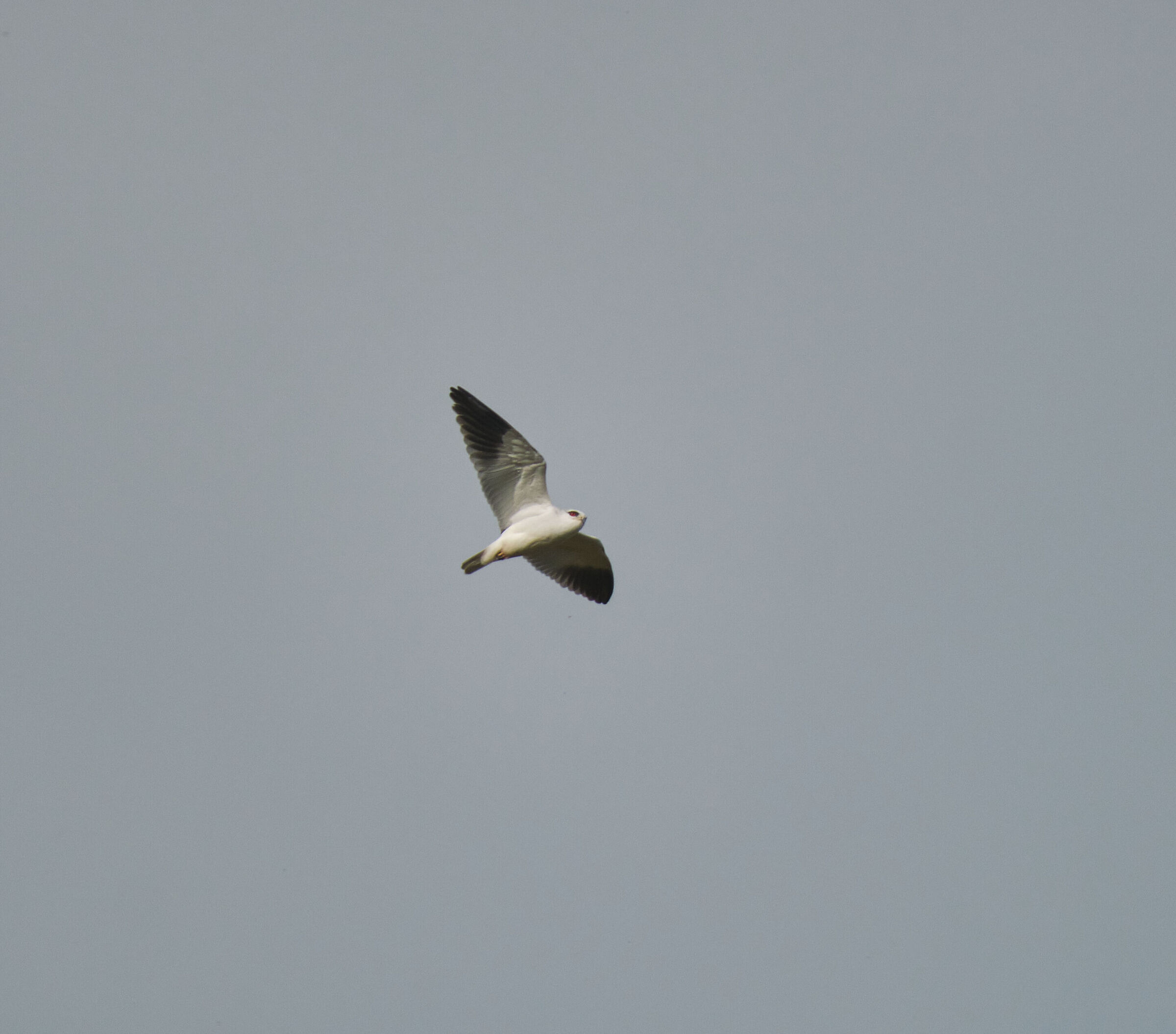 White Kite