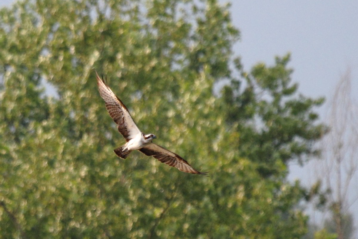 Osprey