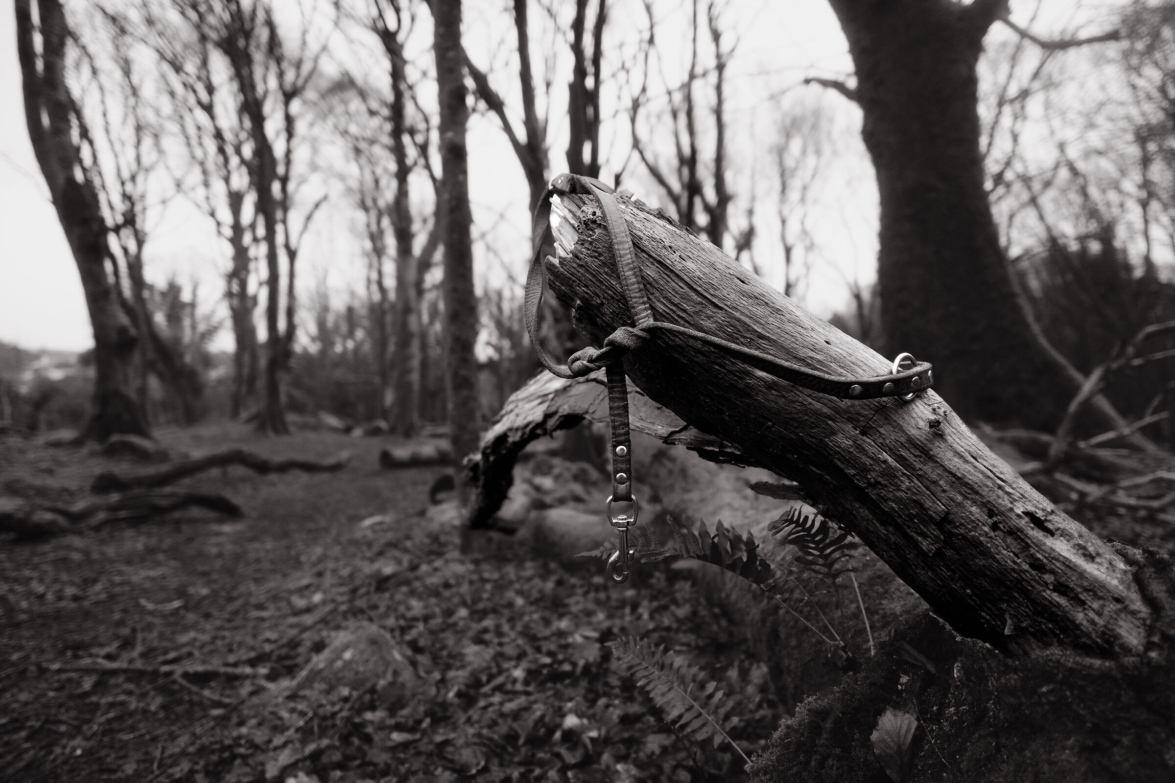 Karma's Leash