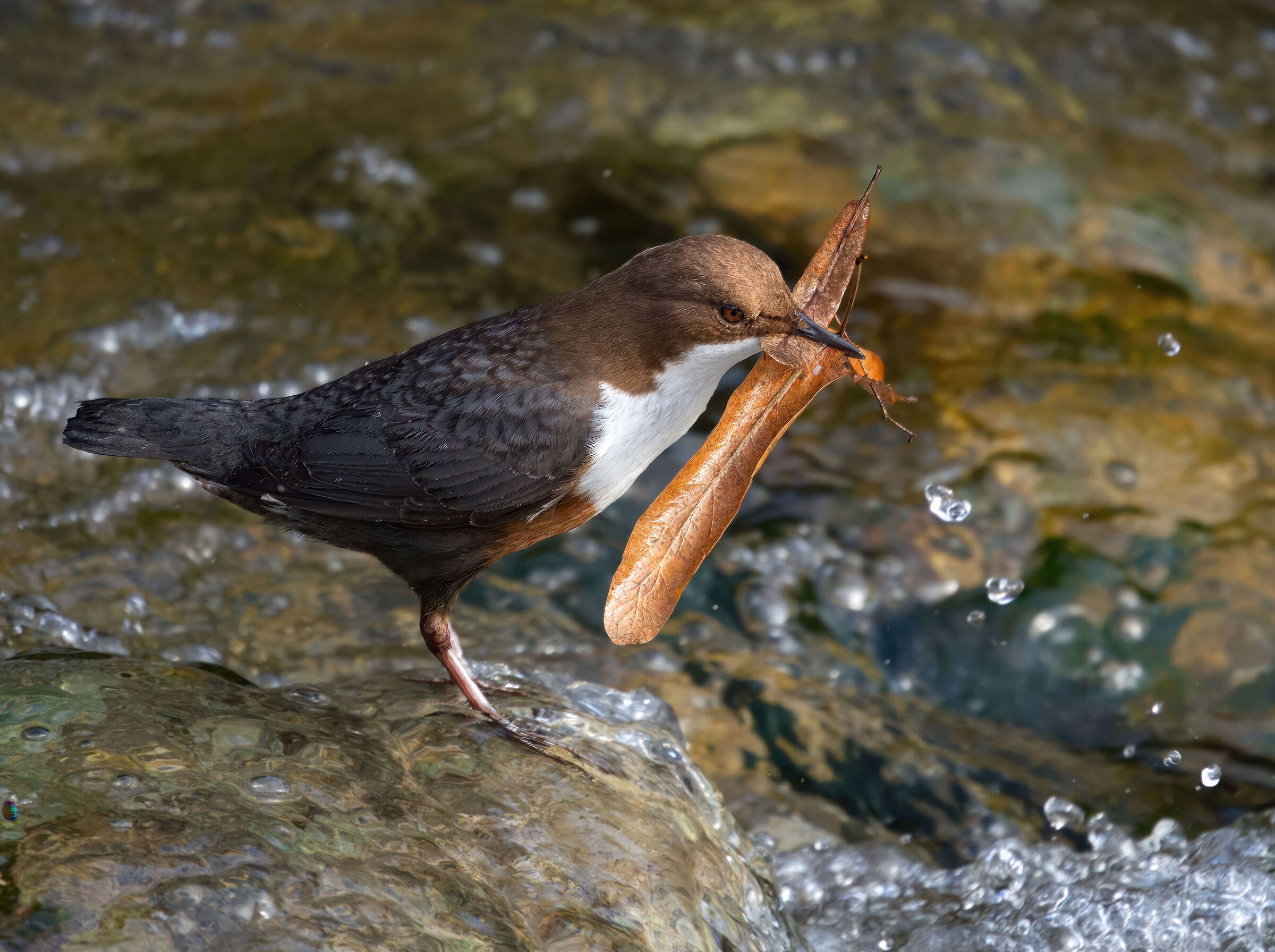 This is where construction is done