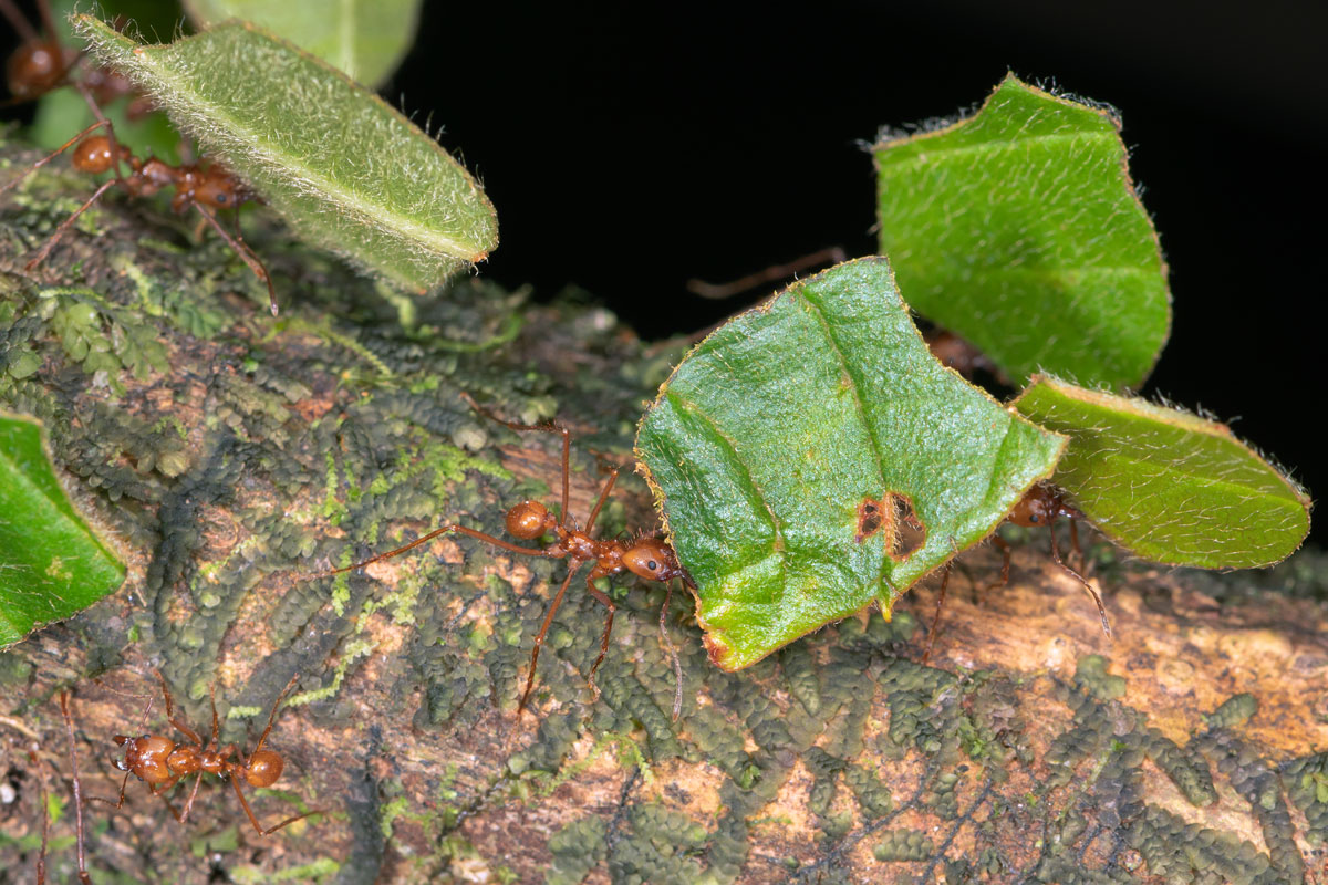 Formiche Tagliafoglie