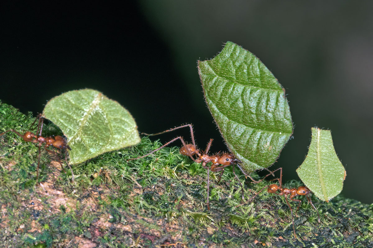 Formiche Tagliafoglie
