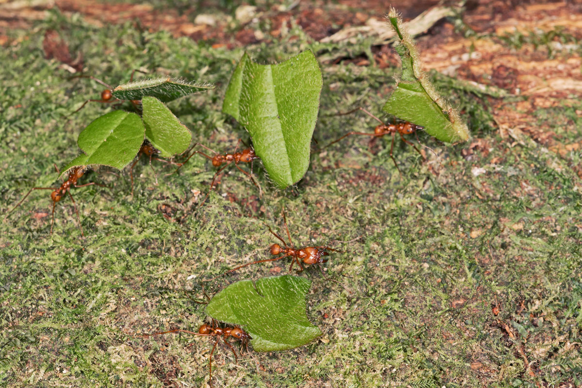 Formiche Tagliafoglie
