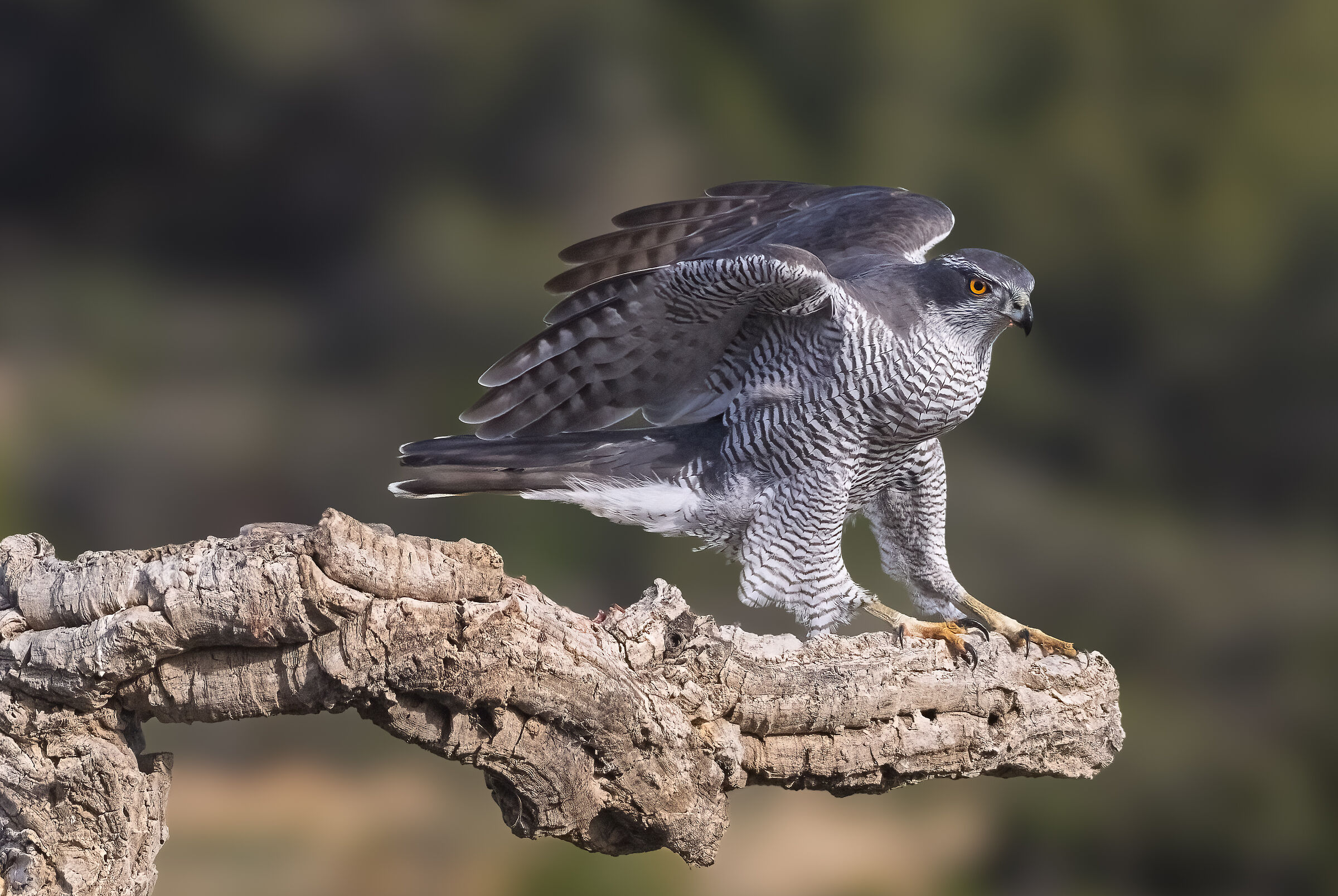 Goshawk (Accipter gentilis)