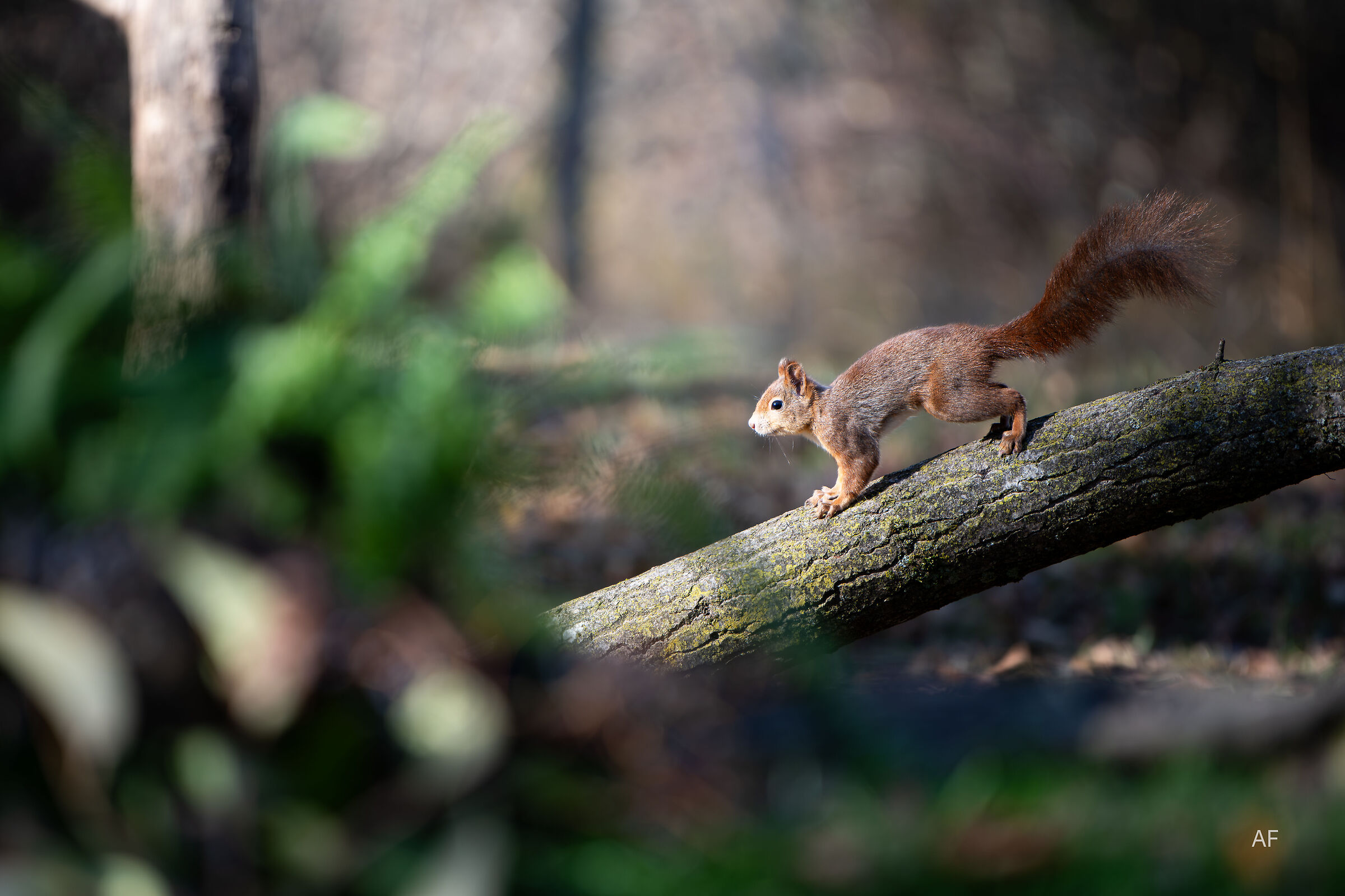 creature del sottobosco...