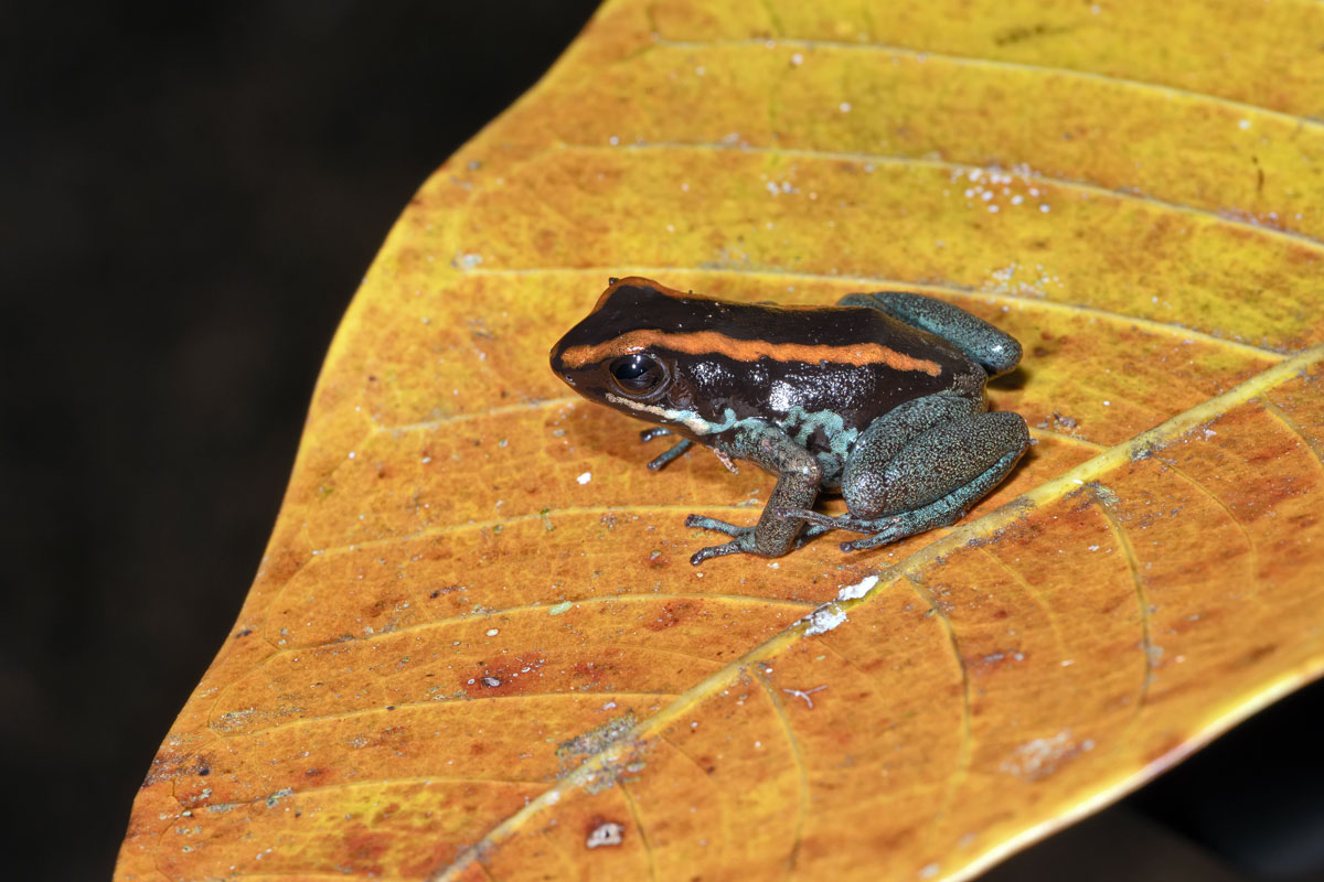 Arrow-poison frog