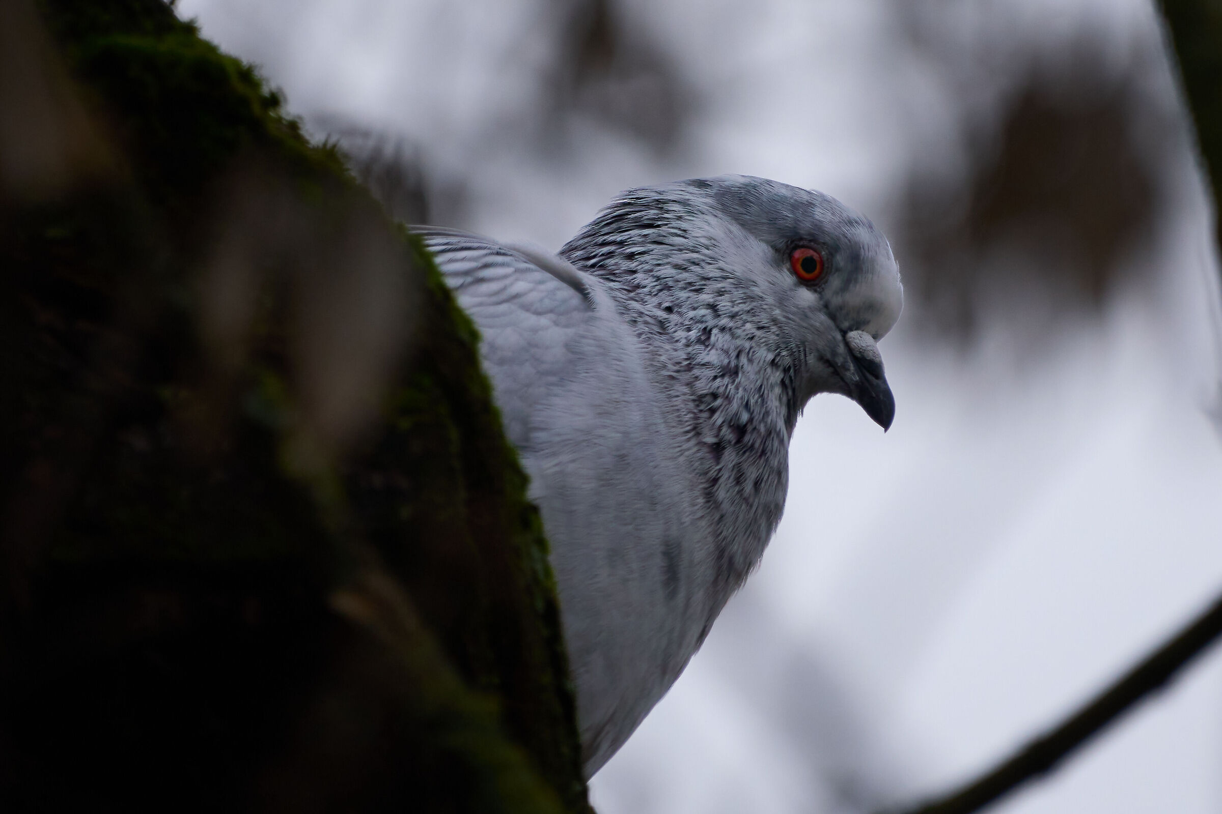Piccione ai giardini