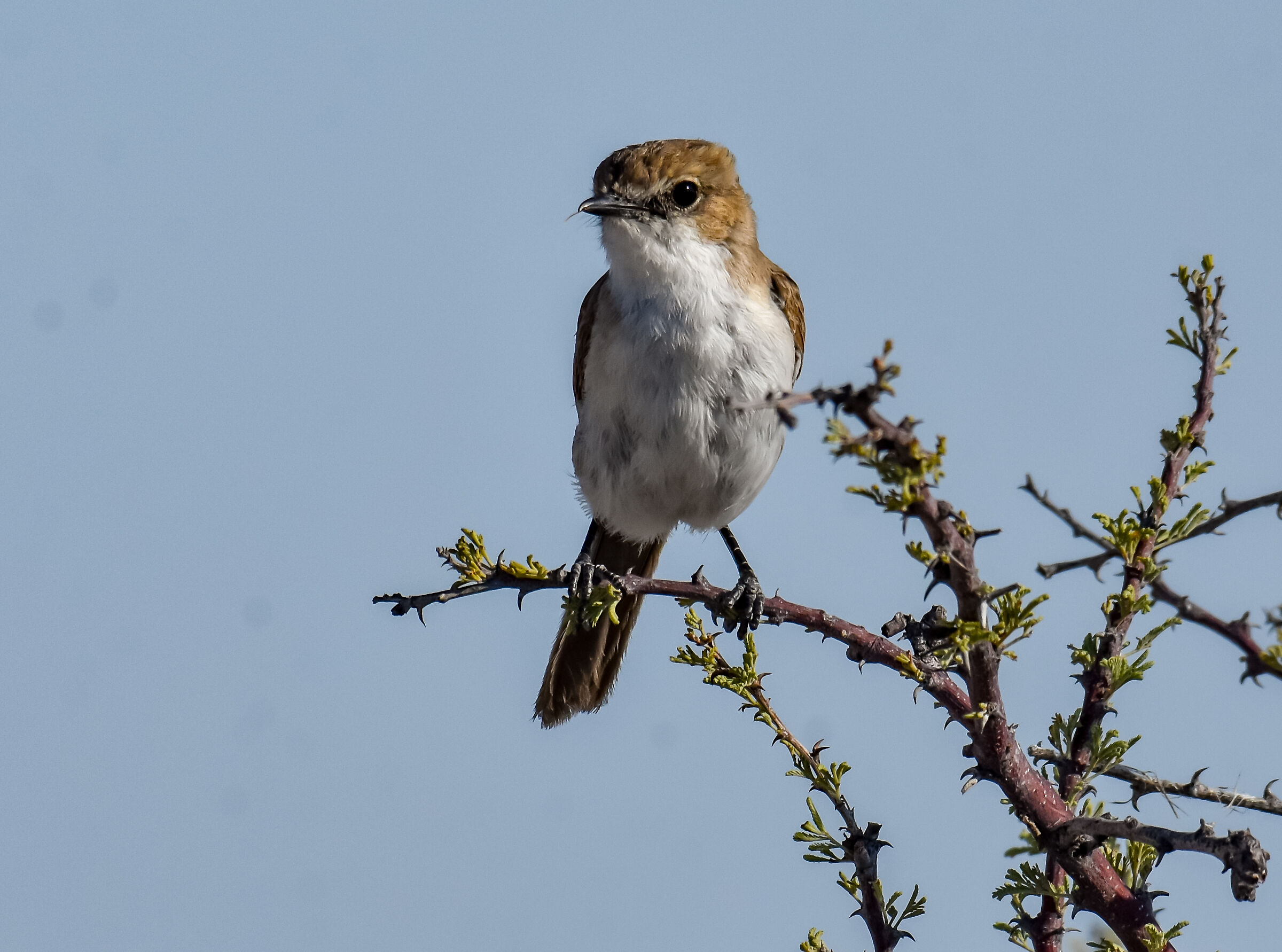 Il pigliamosche Marico