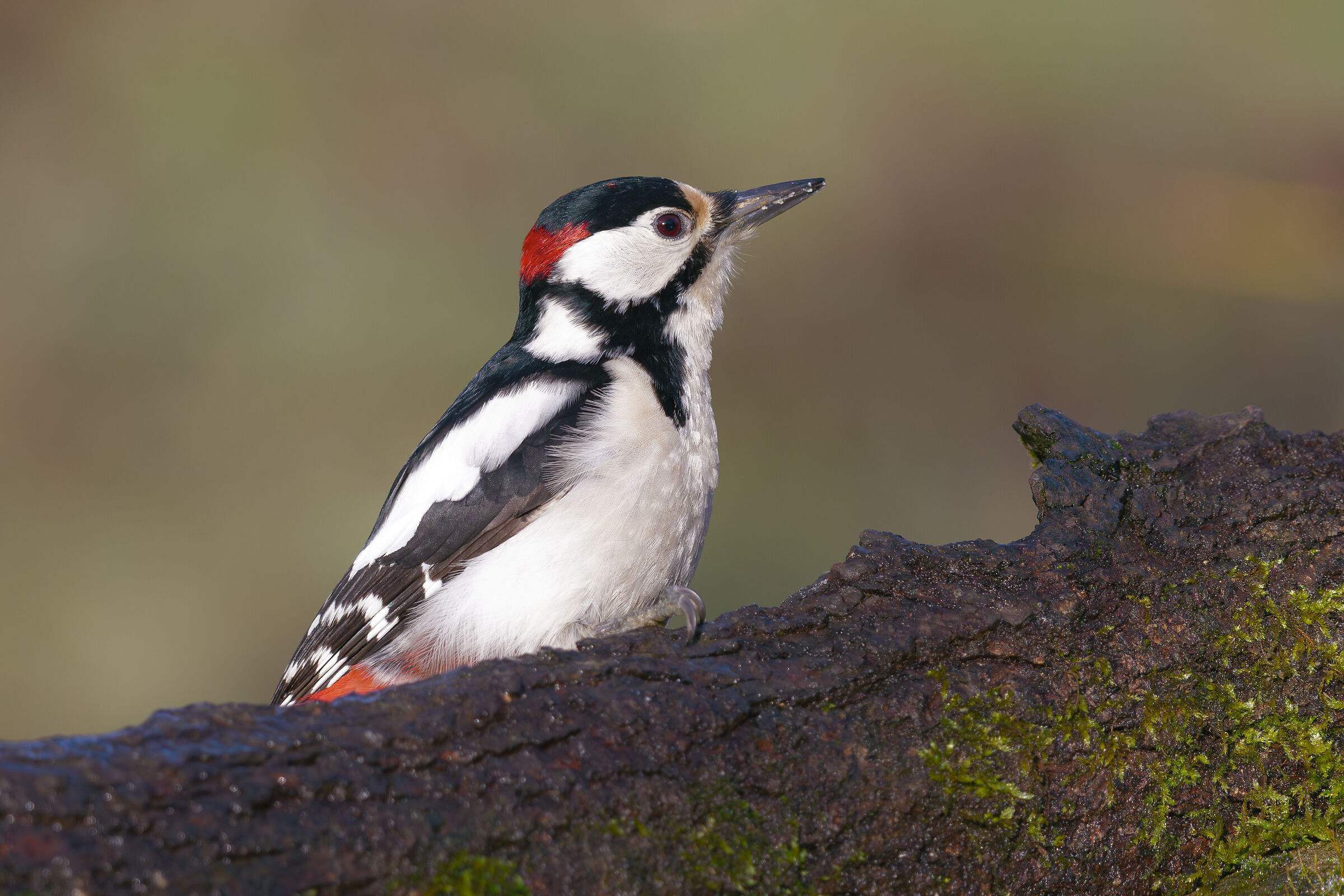 Picchio rosso vanitoso...