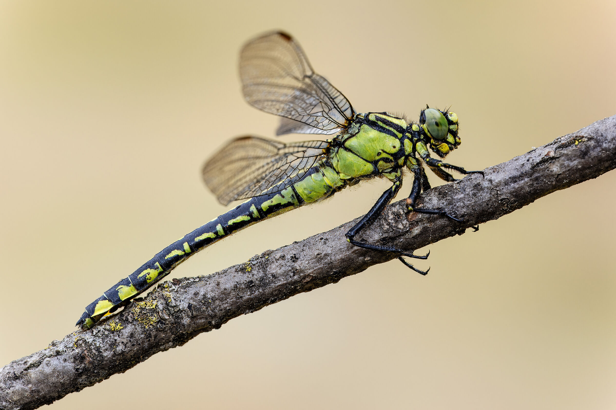Gomphus vulgatissimus