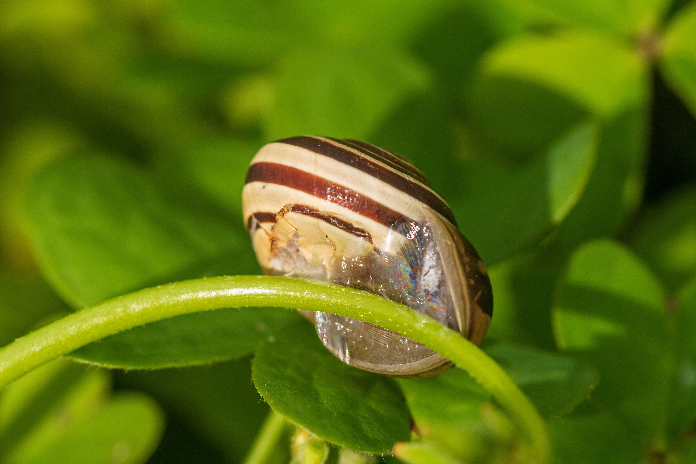 epifragma