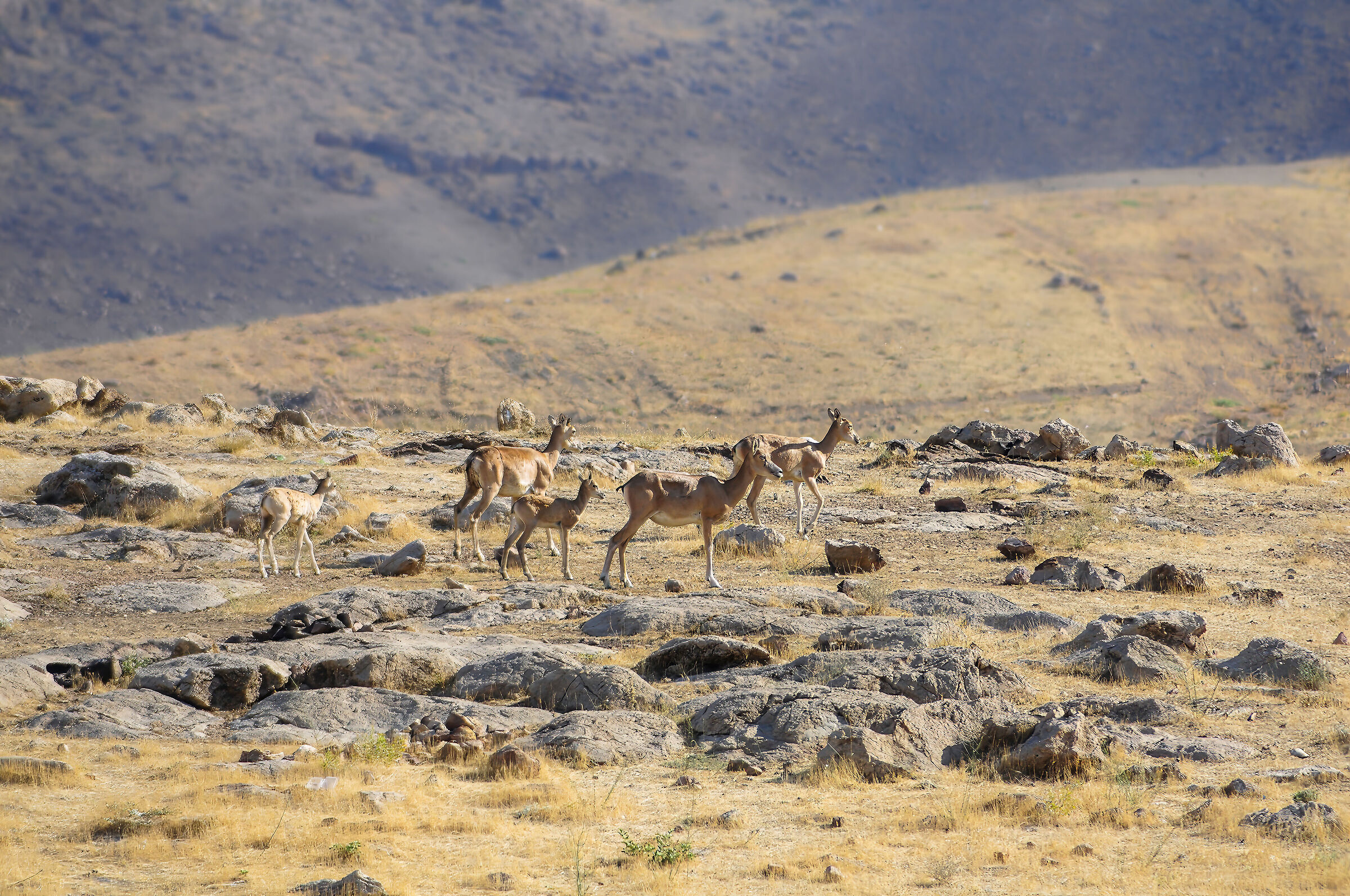 IRAN-Teheran-Sorkheh Hessar