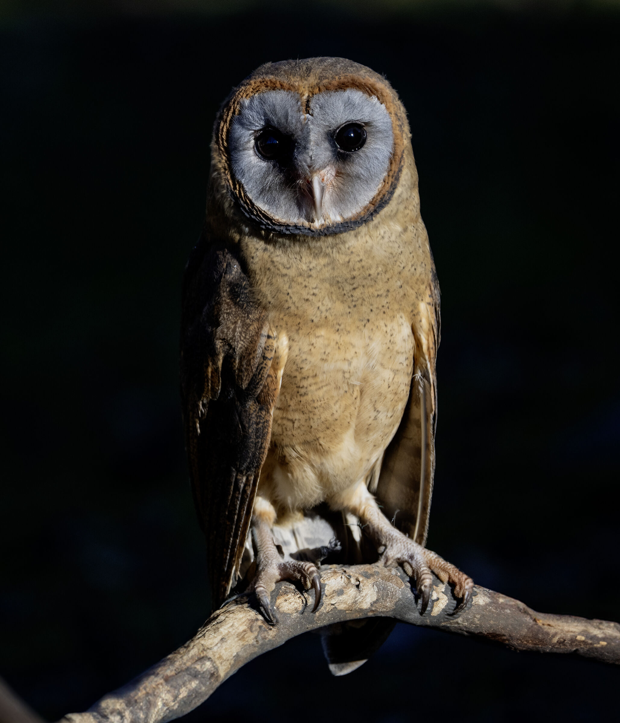 Barbagianni faccia grigia ( Tyto glaucops )