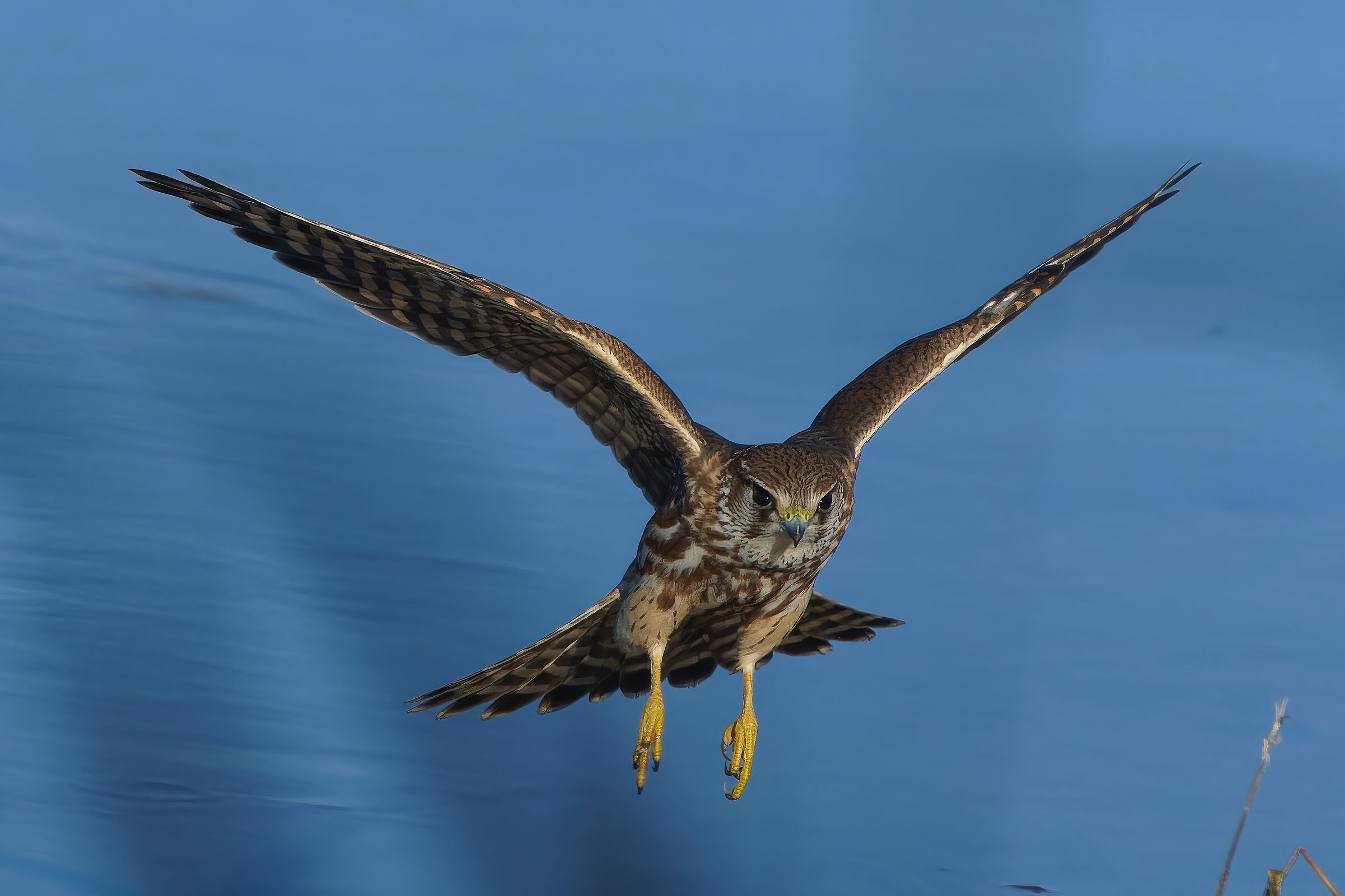 Falco smeriglio