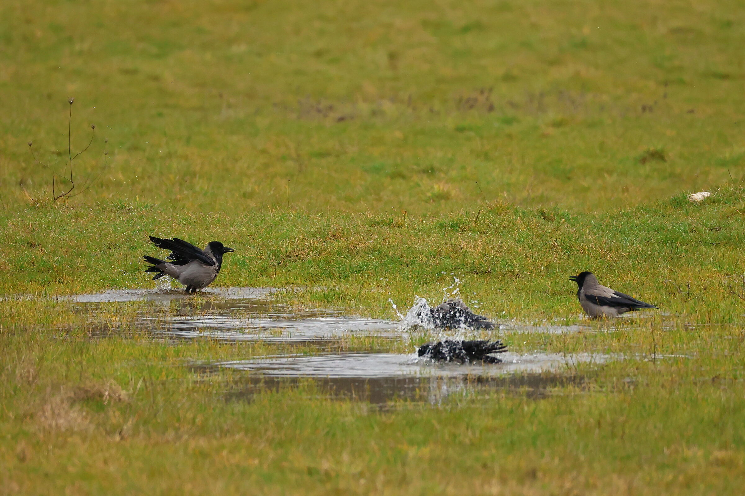 È l'ora del bagnetto