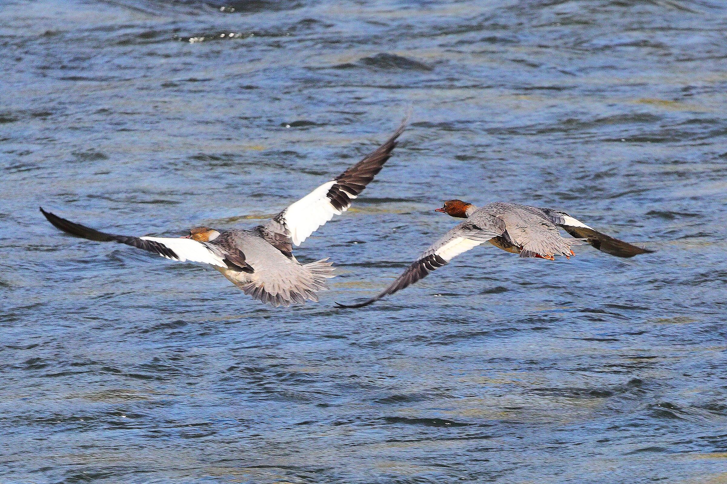 Smerghi F 16 settembre 2025 - 0034