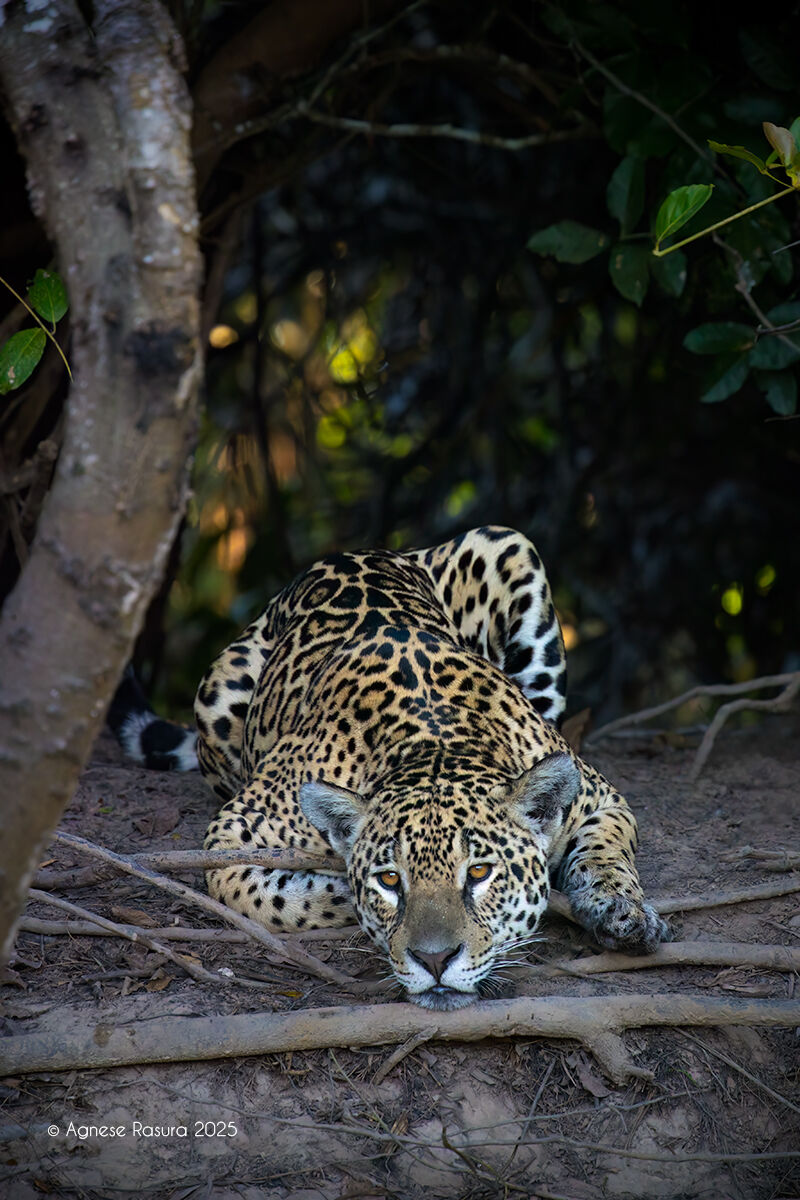 Jaguar Pantanal