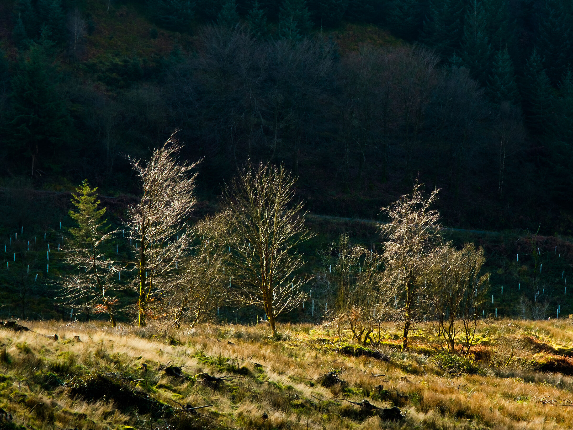 trees