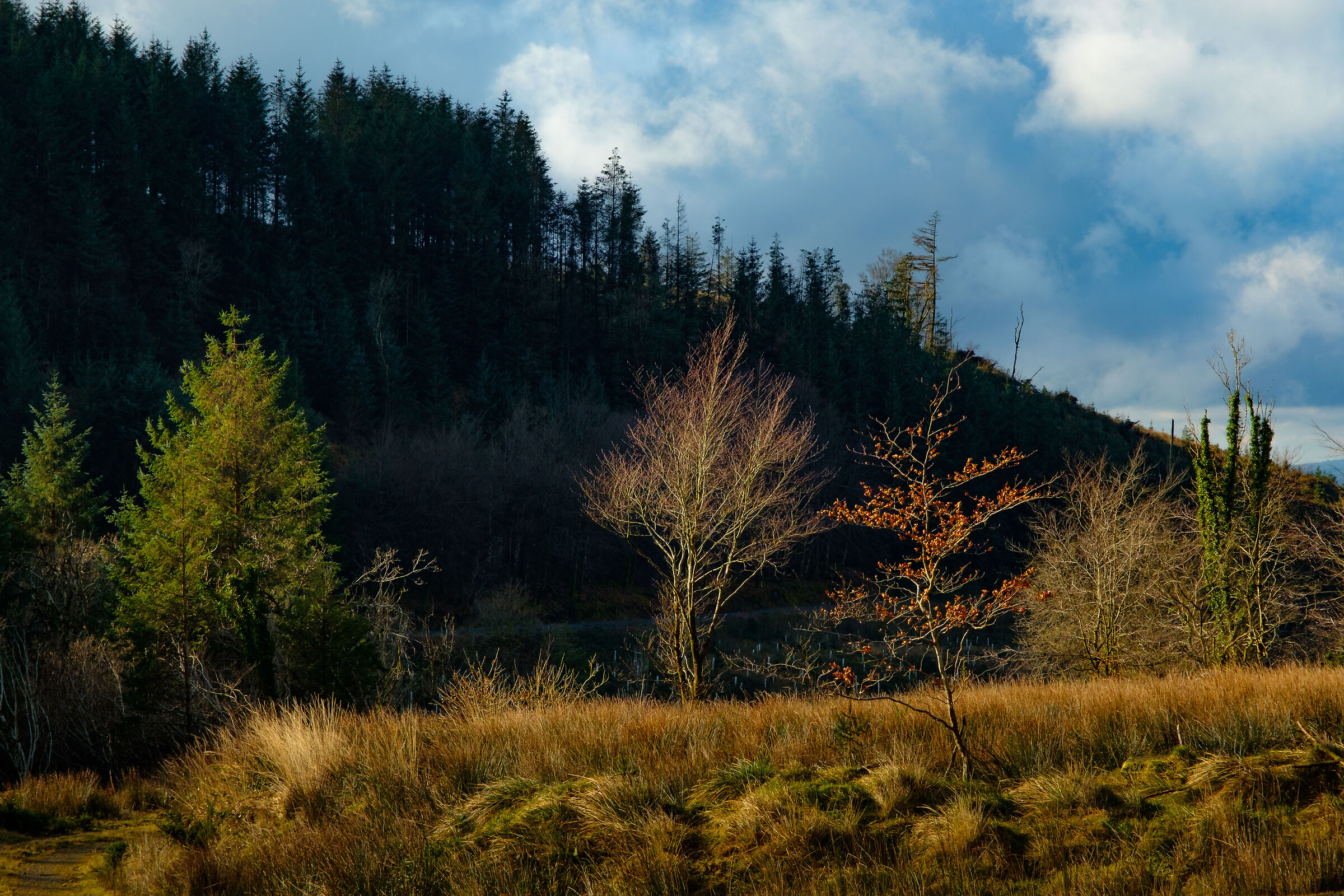 trees 2