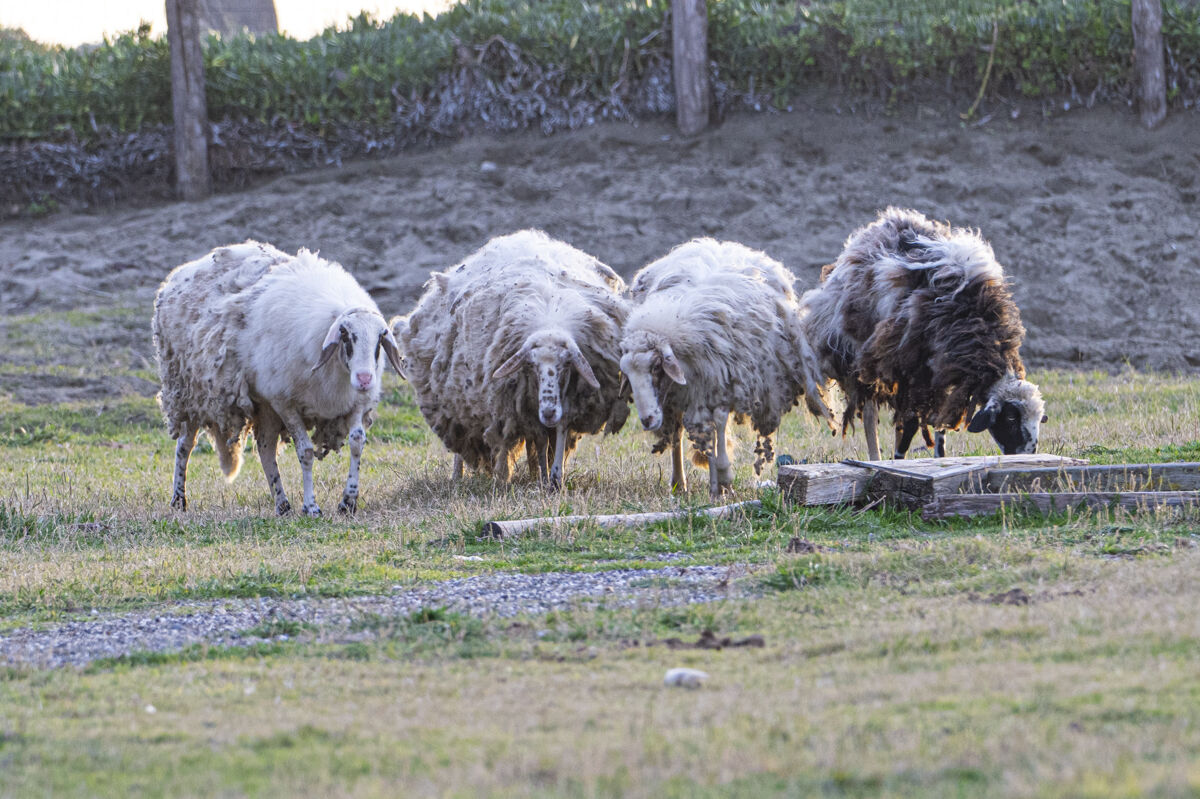 Maybe you need a good shearing